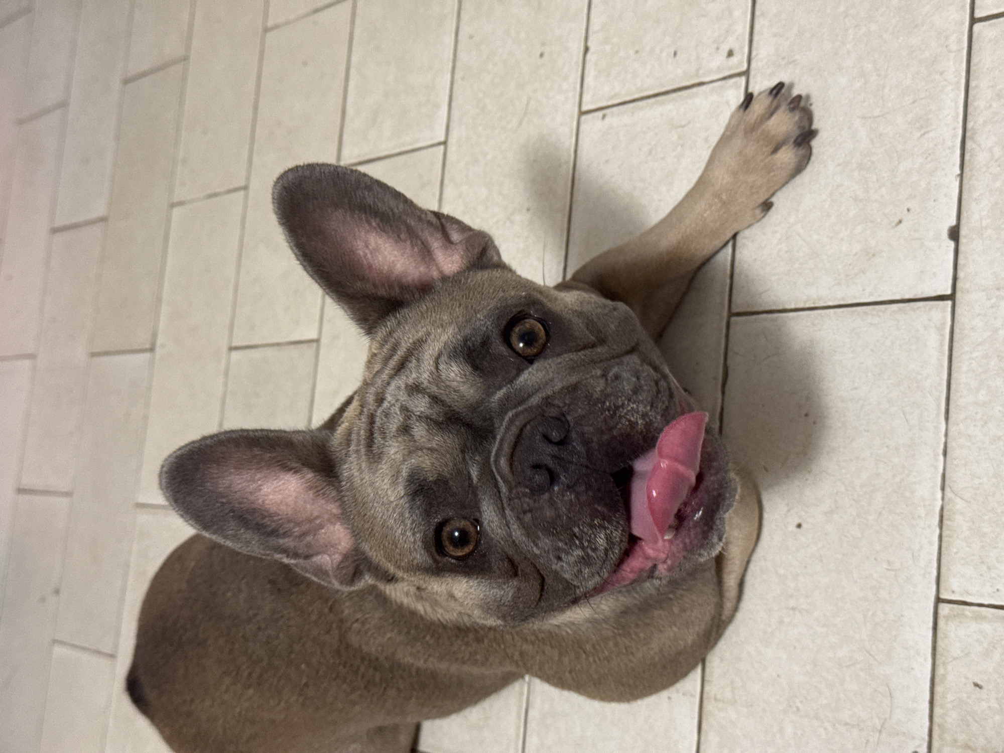 A fawn-colored French bulldog lies on its side on a tiled floor, with its tongue hanging out. The dog's head is turned towards the camera, and its eyes are open. Its ears are erect and pointed upwards. The tiled floor is light-colored and appears to be in a residential setting. No specific landmarks or indications of San Benedetto del Tronto, Italy are visible in the image.
