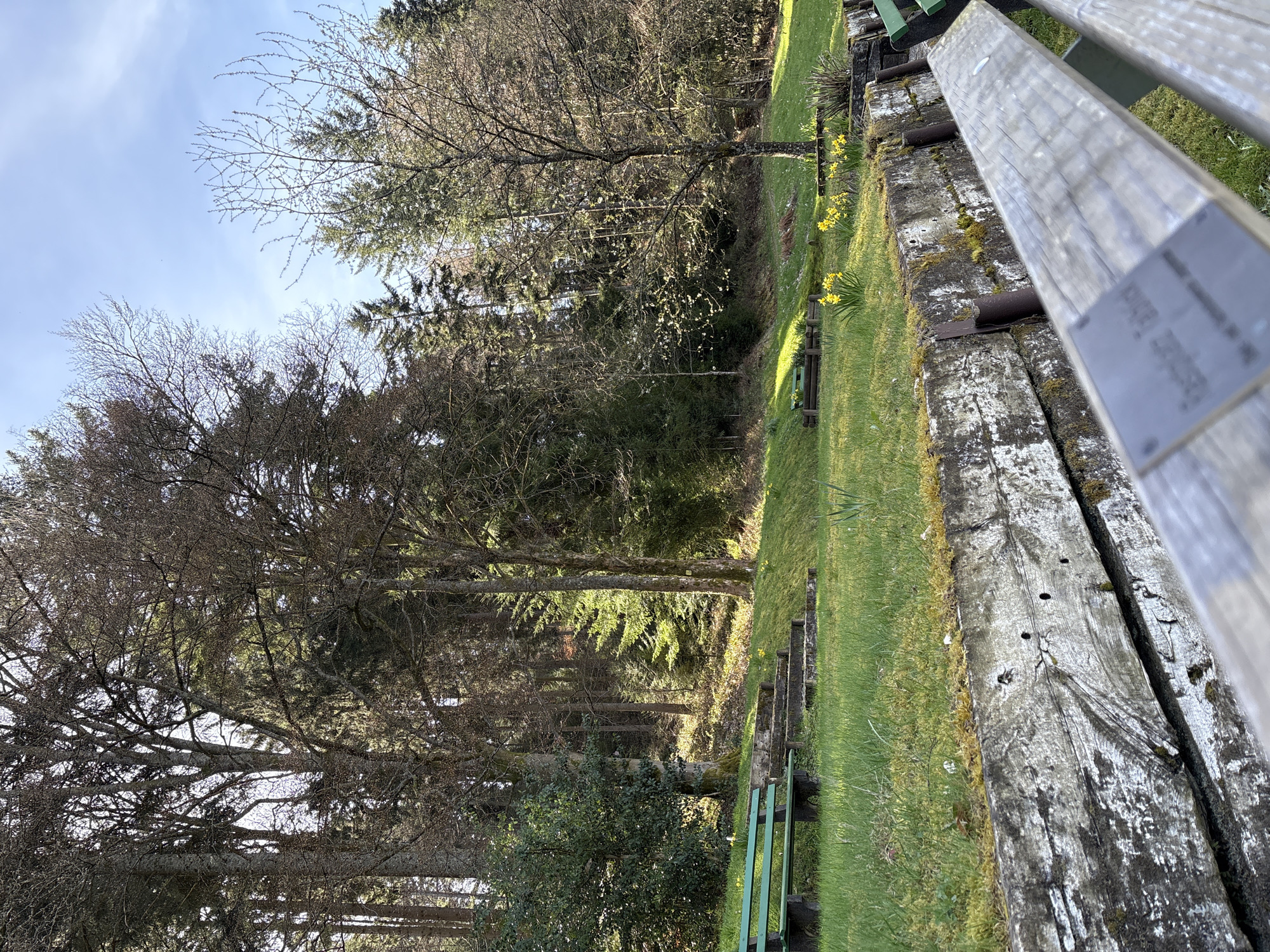 The image depicts a park or natural area in Forbach, Germany. A long wooden bench with green metal supports runs along the right side of the frame, partially obscuring the view. Beyond the bench is a grassy area with scattered yellow daffodils and trees of varying sizes. Some trees are bare-branched, while others are evergreen, and some have new leaves. The foliage creates a dense forest background. Sunlight filters through the trees, creating bright patches on the grass and illuminating sections of the forest floor. The sky is visible in the upper-left corner and is pale blue with some cloud cover. The overall scene suggests a peaceful, early spring day.