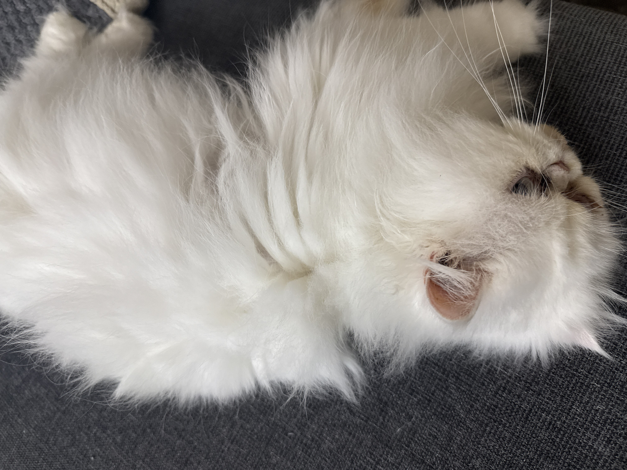 A white, long-haired cat is lying on a gray, textured surface. The cat's face is visible, with closed eyes and whiskers. Its paws are visible at the top left corner of the image. The background is blurred. No information is available from the image to indicate a location in Burgas, Bulgaria.