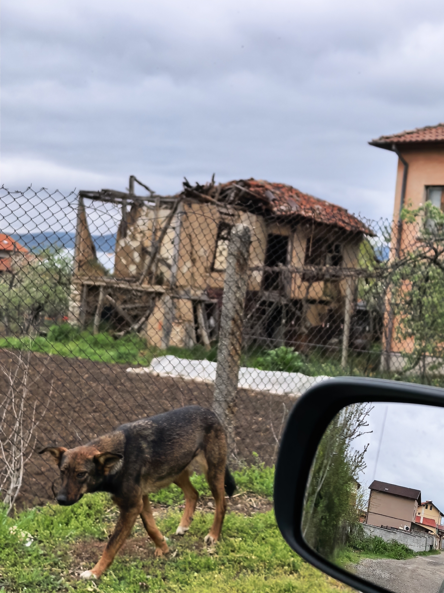 This outdoor image presents a street-level view featuring a dog, buildings, and a car's side mirror on an overcast day. In the foreground, a medium-sized dog with a mix of brown, black, and tan fur walks across green grass, moving left. Its head is slightly lowered, and it appears to be focused on the ground.
Behind the dog, a chain-link fence spans the width of the frame, separating the grassy area from a cultivated plot of dark brown soil. Beyond this fence, a severely dilapidated and partially collapsed house stands, its wooden structural elements exposed and its tiled roof largely fallen in. Through the gaps in its structure, hints of blue hills or mountains are visible in the distant background. To the right of the ruined building, a more intact, modern-looking house with an orange-brown facade and a red-tiled roof is partially visible.
In the lower right corner, the black frame of a car's side mirror reflects a different scene: a light brown two-story house with a dark brown roof, situated alongside a road. Green foliage and a concrete retaining wall are also visible within the mirror's reflection.
The sky above is uniformly cloudy and light grey, indicating an overcast day without direct sunlight. The scene suggests a rural or semi-urban environment with a contrast between decay and new development. No visible text is present in the image.