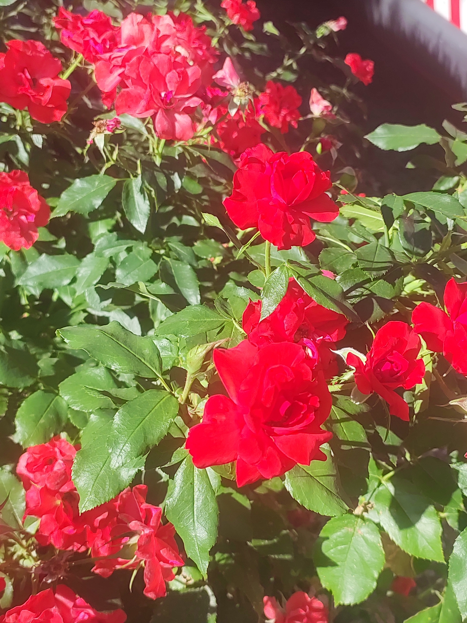 The image depicts a close-up view of a cluster of vibrant red roses in full bloom, interspersed with lush green foliage. The roses exhibit delicate, layered petals and are positioned at various stages of opening, some appearing more fully bloomed than others. The leaves are a deep green, with some catching the sunlight, creating highlights and shadows. The background is softly blurred, with hints of a dark, shadowy area on the right, possibly a wall or structure, and a thin stripe of red and white, suggesting a flag or decorative element.
The scene appears to be located outdoors, in a garden or natural setting. Based on the provided information, this image was captured in the Real Sitio de San Ildefonso, Spain. While the exact location within the town is not specified, the abundance of roses suggests a cultivated garden, possibly within the grounds of the Royal Palace of La Granja de San Ildefonso or a public park in the area. There are no people or animals visible in the image, and the focus is solely on the botanical subject matter. The lighting suggests it is daytime, with natural sunlight illuminating the roses and leaves. The overall impression is one of natural beauty and vibrant color, indicative of a well-maintained floral display.