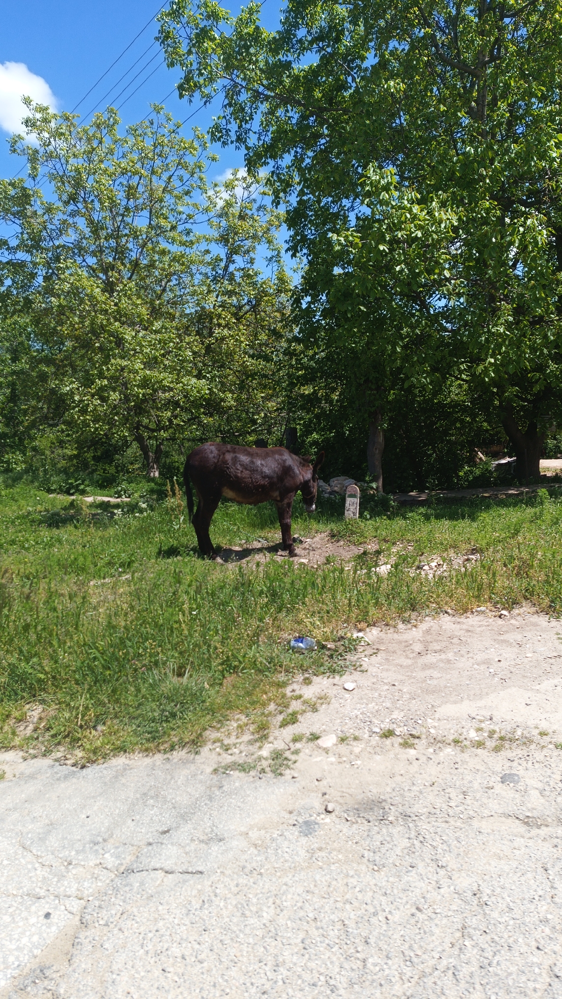 A donkey stands in a grassy field adjacent to a paved road in what appears to be Gornoslav, Bulgaria. The donkey is brown. In the background, there are trees. A small, white milestone with black markings is visible near the donkey. Litter is on the ground near the road. The sky is blue. Electrical wires can be seen in the sky.