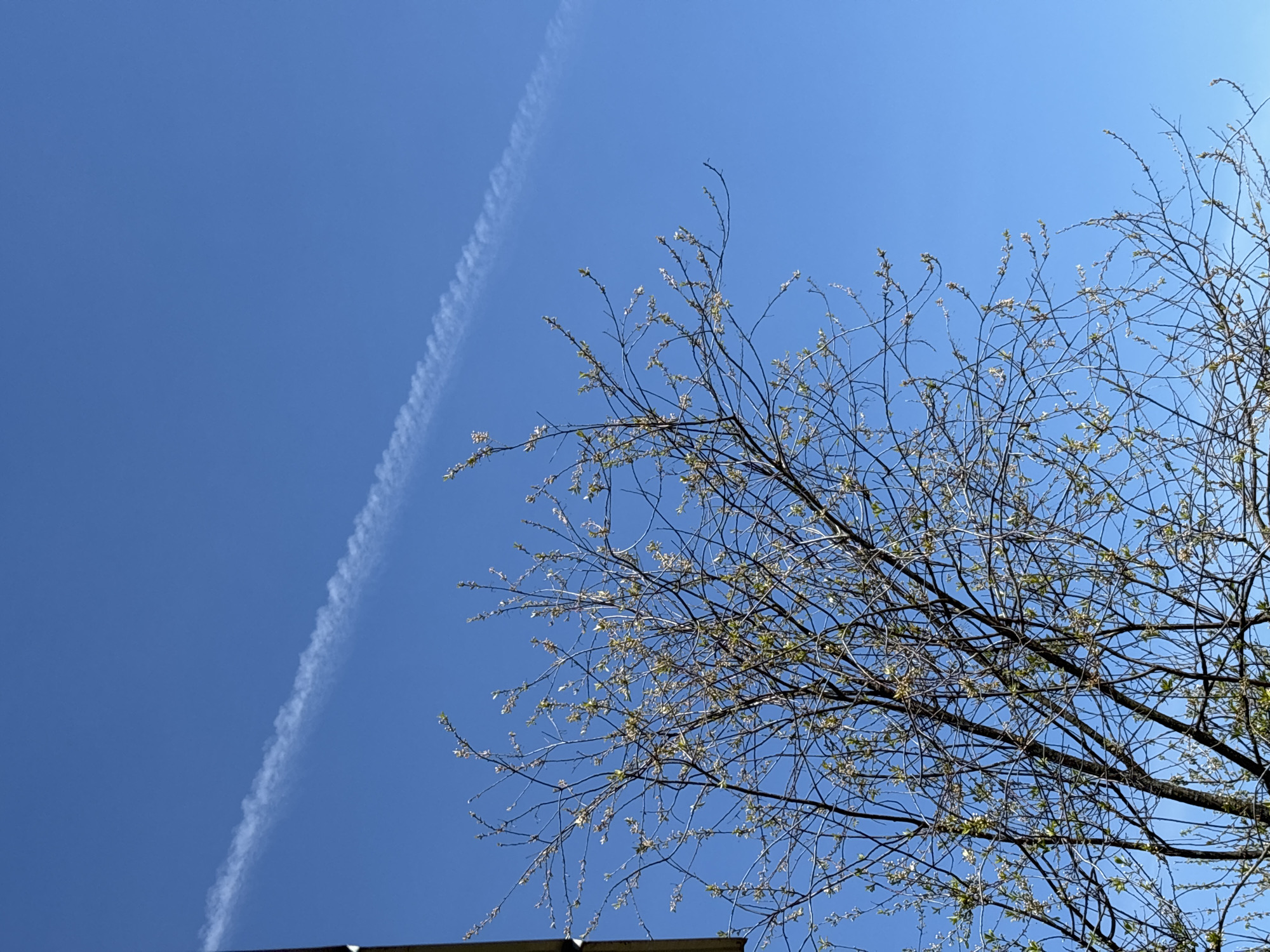 The image shows a view looking upwards at a blue sky with a contrail visible to the left. To the right, tree branches with budding leaves are prominent. The branches obscure a portion of the sky. The bottom of the frame appears to show a building or structure, possibly a roof. The location is stated to be Фоки, Russia, but there is no specific information in the image to confirm this location.