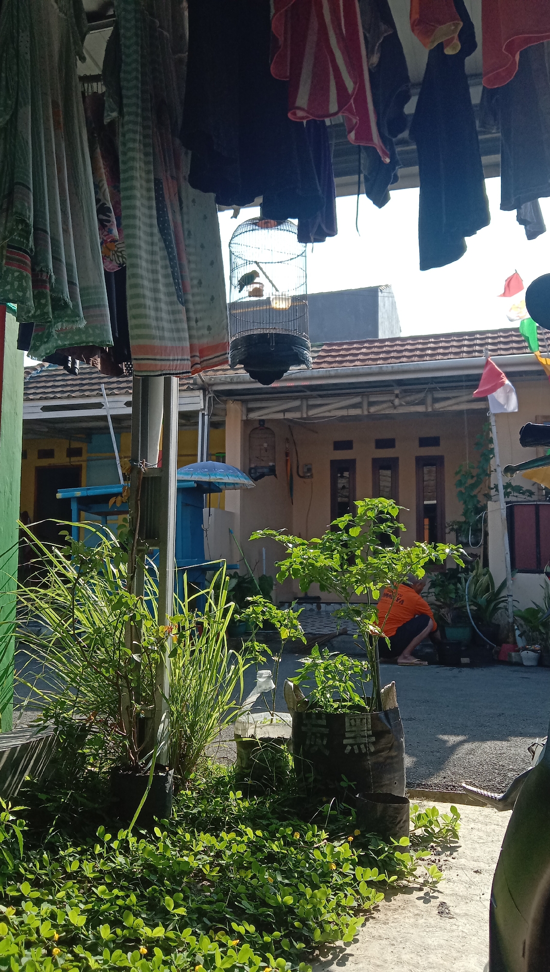 The image depicts an outdoor scene in Karangmangu, Indonesia. In the foreground, lush green ground cover with small yellow flowers carpets the ground, with several potted plants, including tall grass-like vegetation and a bush with green leaves, situated on a paved surface. A person wearing an orange t-shirt and dark shorts is kneeling, tending to plants in the background.
Above the ground level, laundry hangs from a clothesline, including patterned fabrics and dark garments. A birdcage containing two small birds hangs from the clothesline. Behind the foreground elements, a house with a tiled roof and a covered porch is visible. Two small Indonesian flags, one red and white, are displayed near the house. The overall environment suggests a residential area with domestic activities taking place.