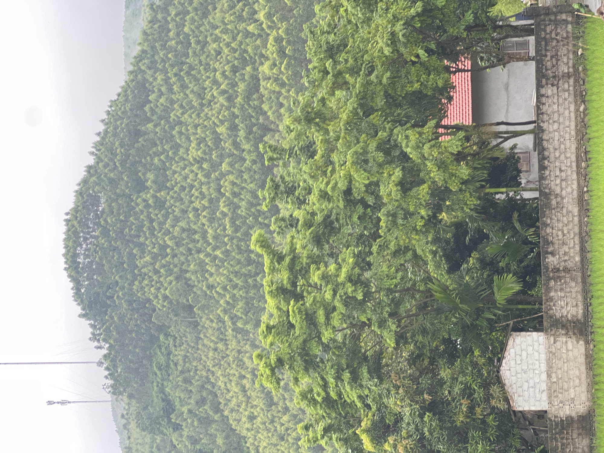 The image depicts a lush, green landscape with a dense forest covering a hillside. Two tall, slender communication towers are visible on the left side of the hill, their wires extending outwards. In the foreground, a low brick wall runs horizontally across the frame, separating a field of bright green grass or crops from a cluster of trees. Behind the wall, there are two small structures. On the left is a simple, unfinished-looking building with white brick walls. To its right is a larger, lighter-colored building with a red tiled roof, partially obscured by trees. The trees in the foreground are vibrant green and leafy, creating a dense canopy. The overall atmosphere is one of natural beauty and rural tranquility, with a hint of technological presence from the towers. The scene is set in Tân Thanh Commune, Vietnam, a location known for its verdant scenery and agricultural fields.