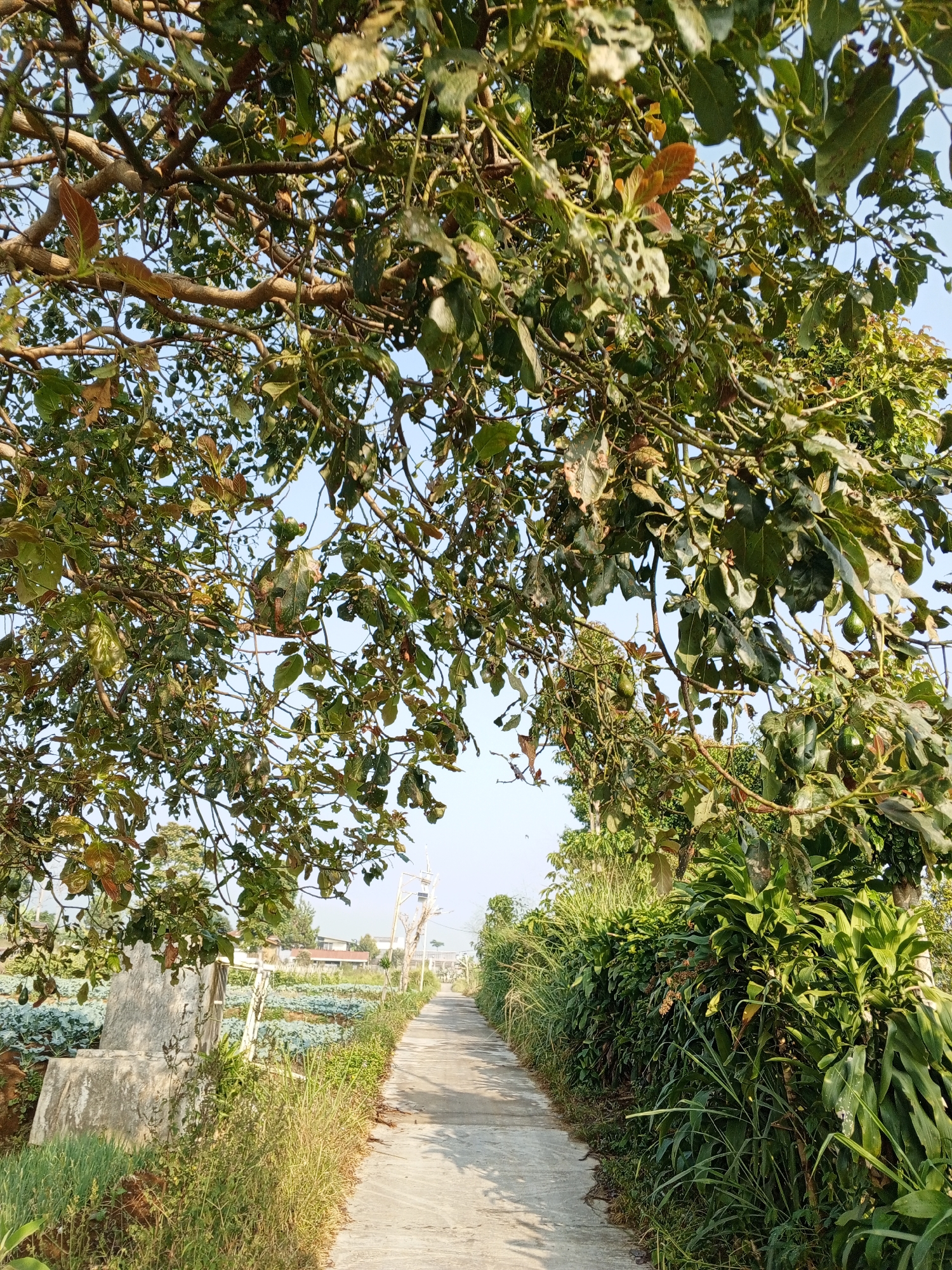 A paved pathway runs through a rural landscape. On the left side of the pathway, there is a field with rows of green crops, possibly vegetables or a plantation. A large, irregularly shaped concrete structure is situated near the edge of the field. Tall grass and vegetation line the pathway. On the right side, a dense hedge of green plants creates a natural barrier. The pathway recedes into the distance, leading towards a cluster of buildings and trees. The sky above is a clear, light blue. Overhead, the branches and leaves of a tree, some with visible fruit (avocados), cast shadows across the scene. The overall impression is one of a serene, agricultural environment. The location is identified as Bellanneoya, Sri Lanka.