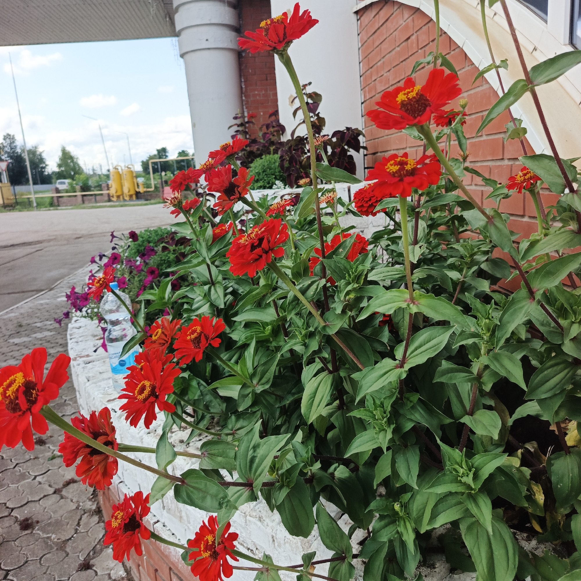 This is a medium-angle, full-shot photograph of red zinnia flowers in the city of Chishmy, Russia. The flowers are in the foreground, with their red petals and yellow centers visible. They are growing in a raised flower bed lined with white brick, which is cracked in places. Behind the flowers, a brick building with a white arched trim is visible. To the left of the building and flowers, there is a concrete paved area and a cloudy sky with some trees in the distance. A partially filled plastic water bottle with a blue cap sits in the flower bed. The overall scene appears to be outdoors, likely in a public or commercial area, given the presence of the building and paving. There are no people or animals visible in the image.