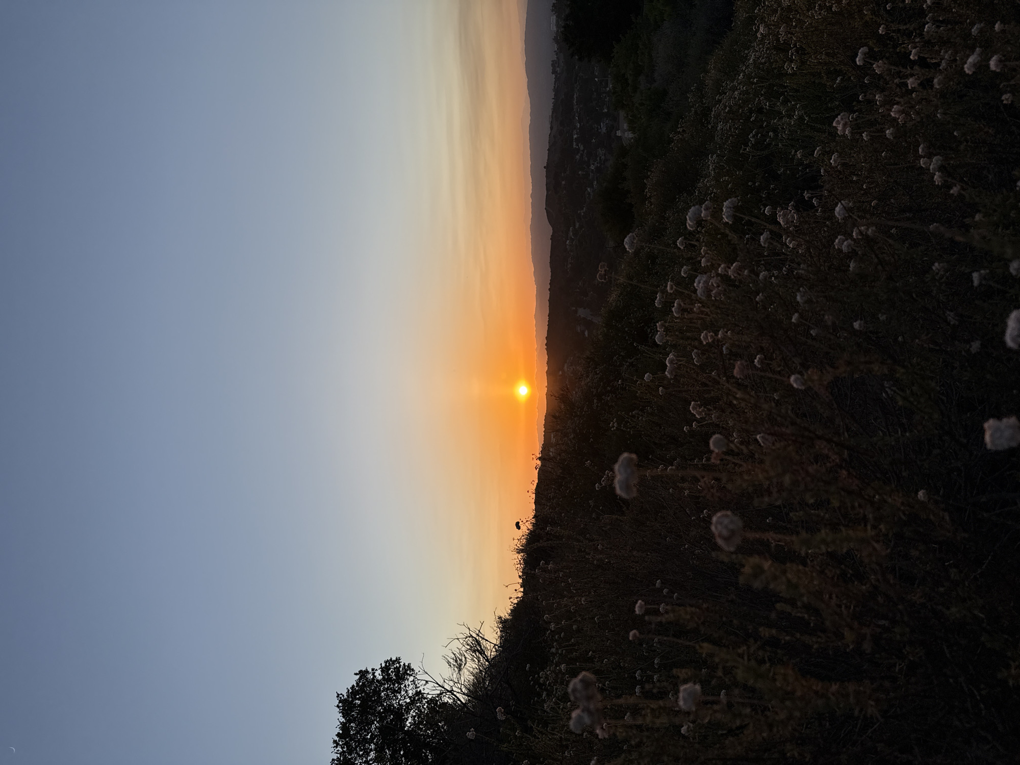 A landscape photograph captures a sunset over a hilly urban environment. The sun, a bright orange orb, is setting on the horizon, casting a warm glow across the sky. The sky transitions from a deep blue at the top to shades of orange and yellow near the horizon, with faint clouds present. In the foreground, a grassy hillside is covered with dry, light-colored wildflowers and brush, creating a textured silhouette against the vibrant sky. A lone tree with dark foliage is visible on the left side of the frame, silhouetted against the sunset. The middle ground shows rolling hills with scattered houses and buildings, indicating a populated area within a natural landscape. The overall atmosphere is serene and tranquil, characteristic of a sunset in a temperate climate. The location is identified as the city of Los Angeles, United States of America.