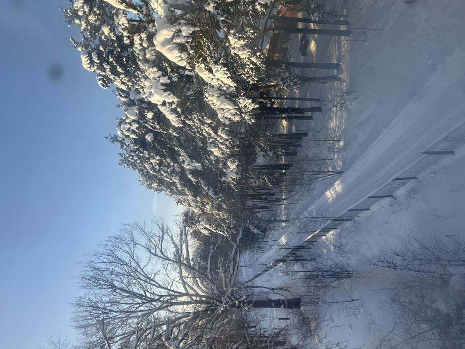 This image displays a pristine winter landscape in Дубки, Russia, under a clear, bright blue sky. Sunlight, originating from the left, illuminates the scene, casting distinct diagonal shadows across the snow. On the left, a large deciduous tree with bare, snow-covered branches stands prominently, flanked by similar trees. To the right, a dense row of coniferous trees, heavily laden with thick white snow on their branches, forms a natural boundary. A snow-covered path, exhibiting two parallel tracks, traverses the mid-ground, extending from the lower center towards the upper center. This path is bordered along its left side by a dark wire mesh fence. The ground throughout the image is covered in an undisturbed layer of deep white snow. In the far background, partially visible through the coniferous trees on the right, is a structure with a reddish-brown roof and walls, beside which a dark vehicle is parked. No individuals or active subjects are present in the frame.