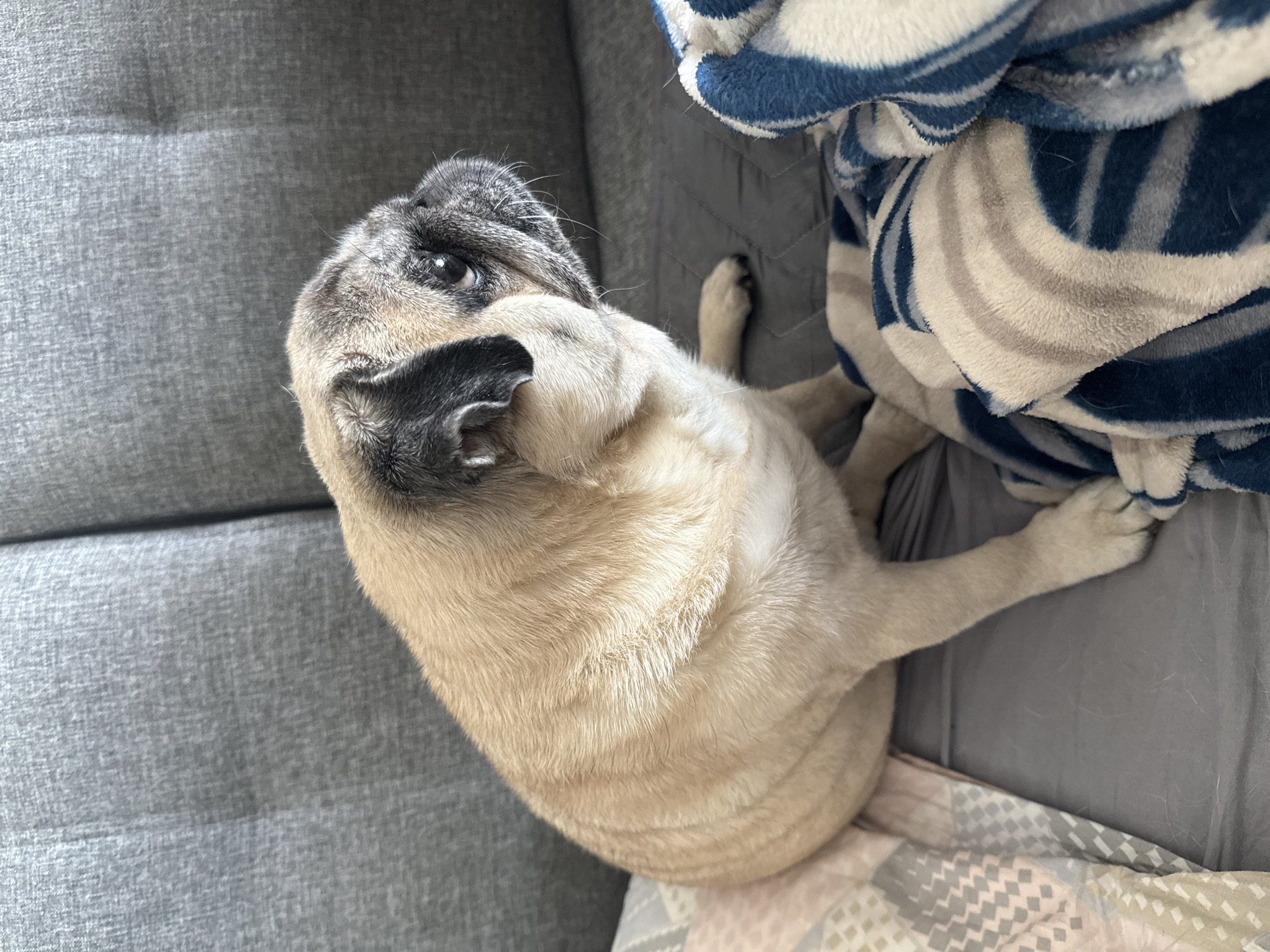 A pug dog is sitting on a gray couch next to a blanket. The dog is facing to the right and its head is turned to look away from the camera. The couch is upholstered in a textured gray fabric. The blanket is blue and white striped. The background is blurred and out of focus. There is no indication of location in Bishkek City, Kyrgyzstan.