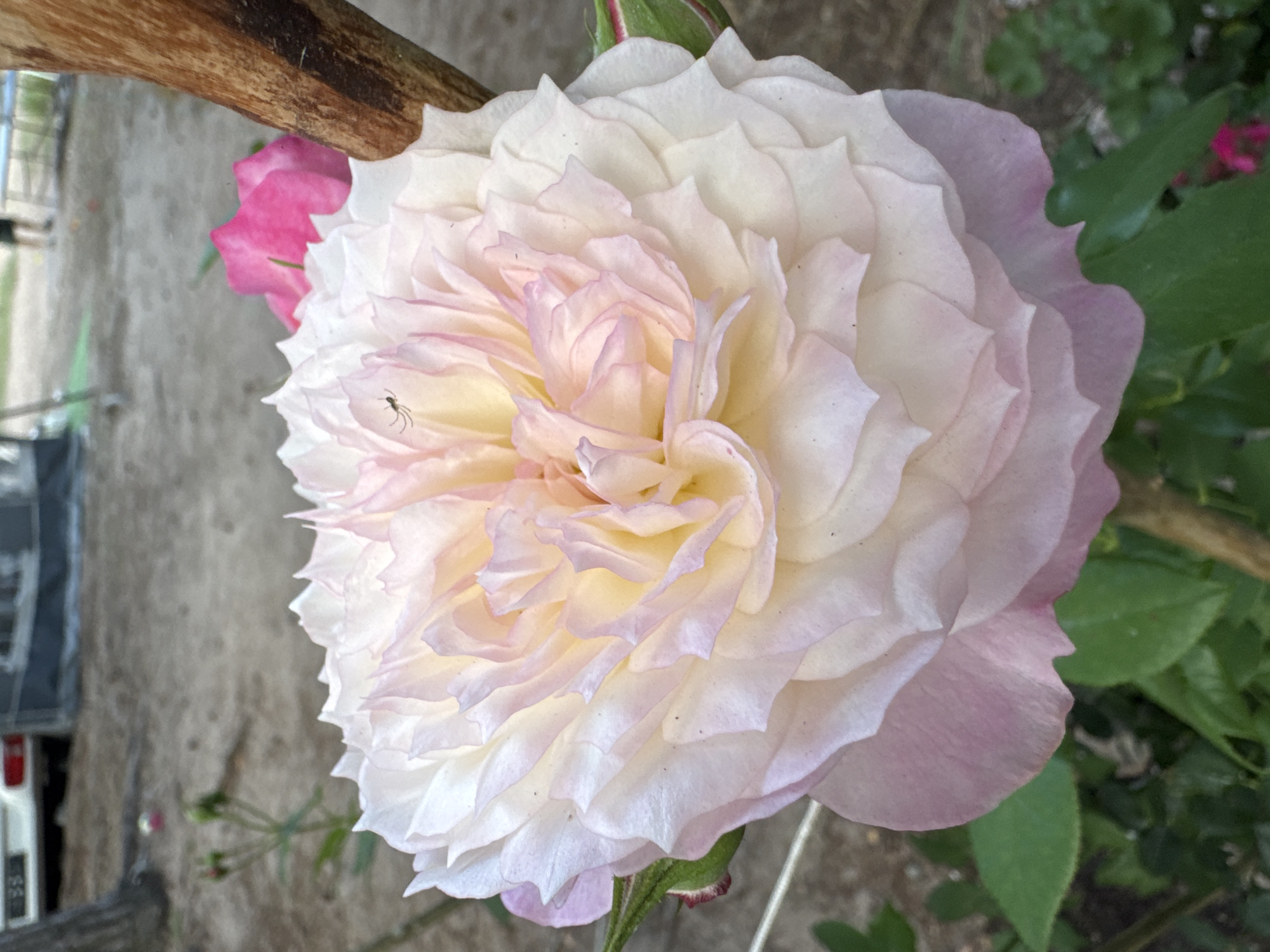A close-up shot features a fully bloomed, multi-layered rose with white petals tinged with pale pink and yellow at the center. A small spider is visible on the upper left petals. A blurred pink rose is in the background, to the right of the main rose. A wooden stake or branch runs vertically along the right side of the frame, partially obscuring the pink rose. The background is out of focus, showing a sandy area with some foliage and hints of a vehicle, a tent, and people in the distance, suggesting an outdoor setting possibly in Zelenaya Roshcha, Russia. The overall lighting is soft, indicating it might be daytime.