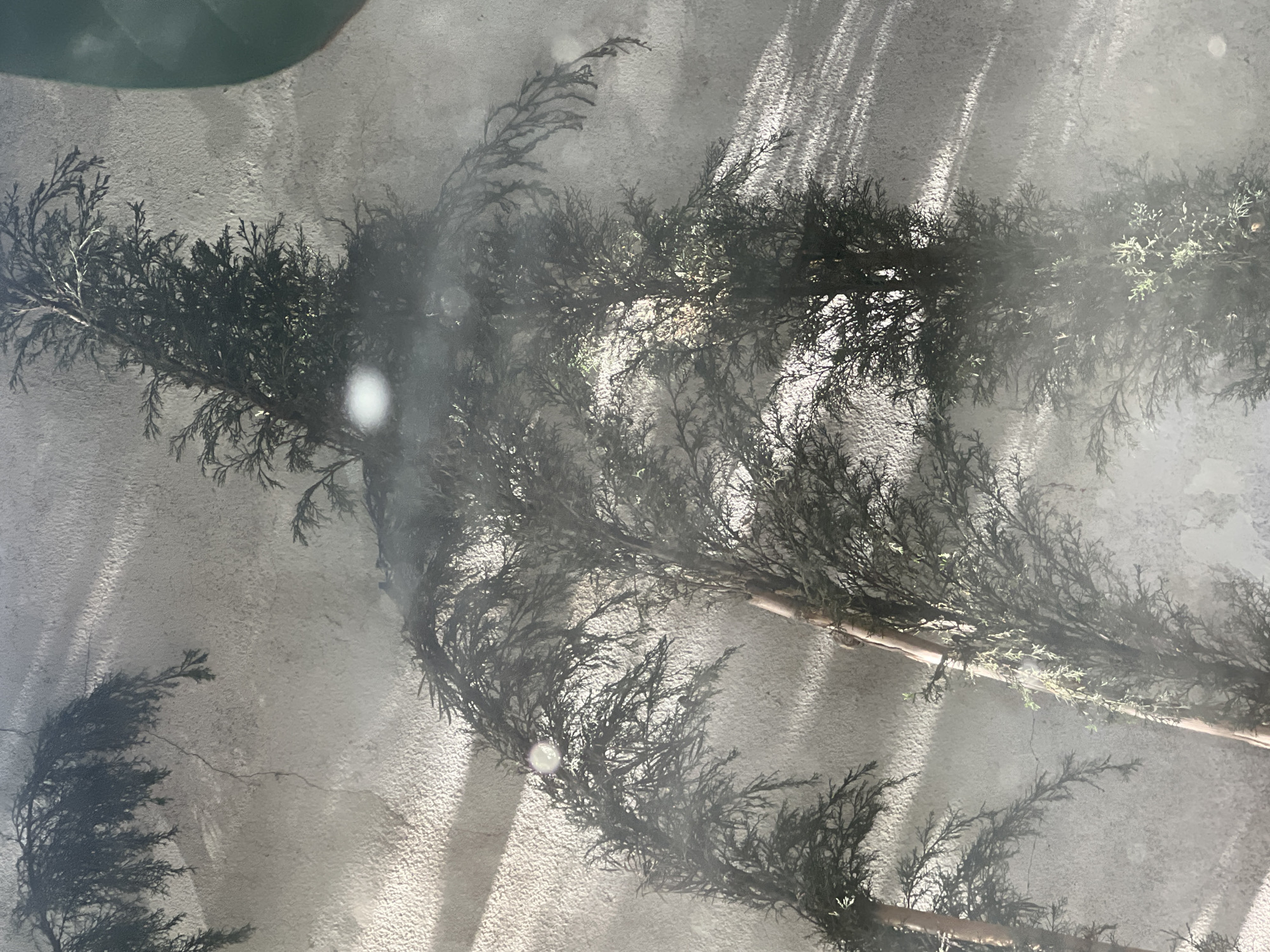 This image depicts a close-up of several artificial cedar trees positioned against a textured, light-colored wall. The wall appears weathered and shows subtle cracks. Sunlight casts distinct shadows of the trees and their branches onto the wall, creating a dappled effect. The lighting suggests an outdoor setting, possibly a courtyard or a garden area. The composition focuses on the interplay of light, shadow, and the artificial foliage. There are no people or animals visible in the scene. The image has a soft focus and a slightly hazy quality, potentially due to a reflection or atmospheric conditions. The context of Casablanca, Morocco, does not appear to be directly represented within the visual elements of the image itself; there are no landmarks, architectural styles, or cultural indicators that specifically place the scene in that city.