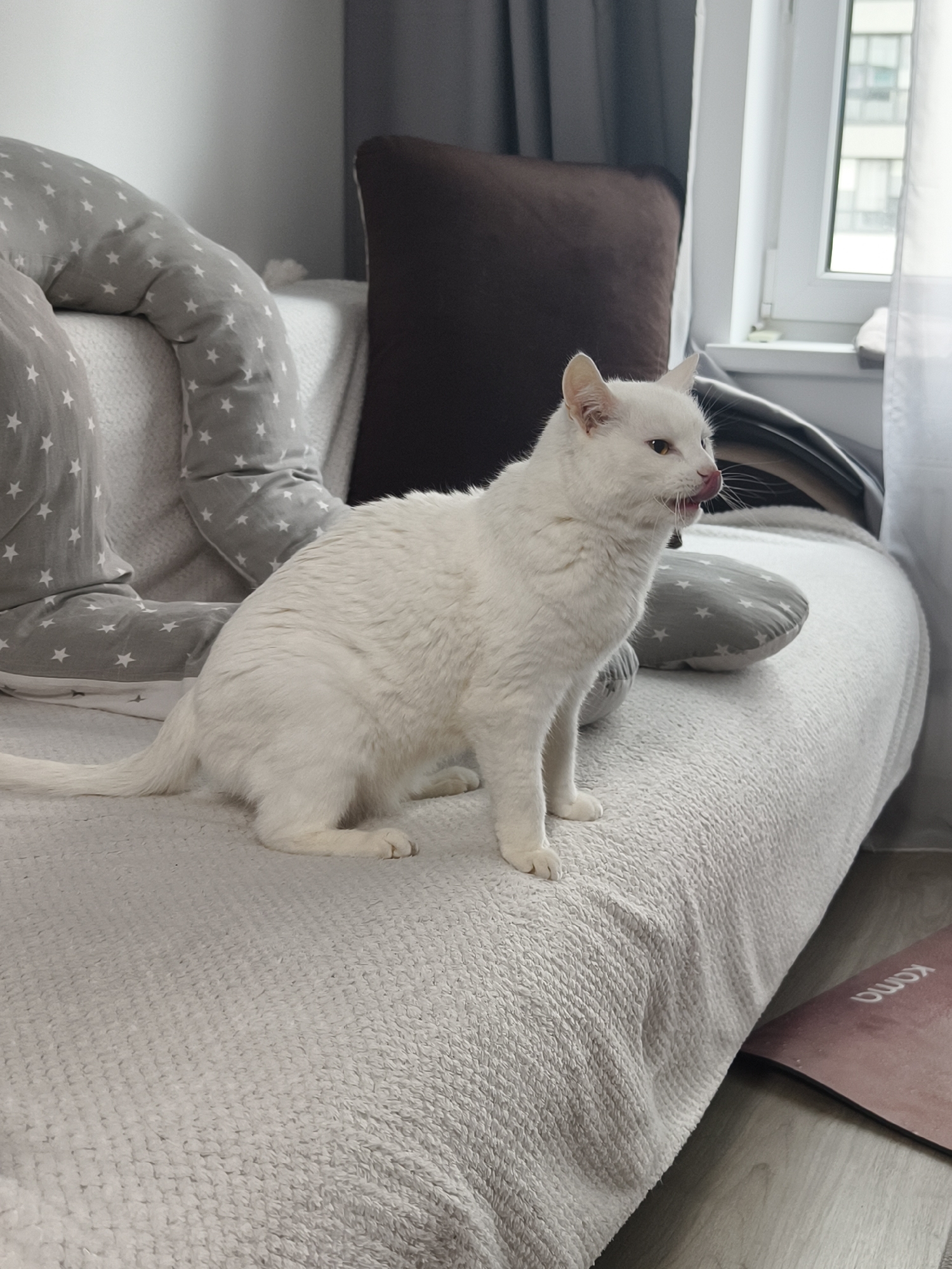 A white cat sits on a couch in a room with a window. The cat is facing right and has its tongue sticking out. The couch has a grey cushion with white stars, and a brown pillow behind the cat. A yoga mat is visible on the floor next to the couch. The city of Tyumen, Russia, is not discernible from this image.