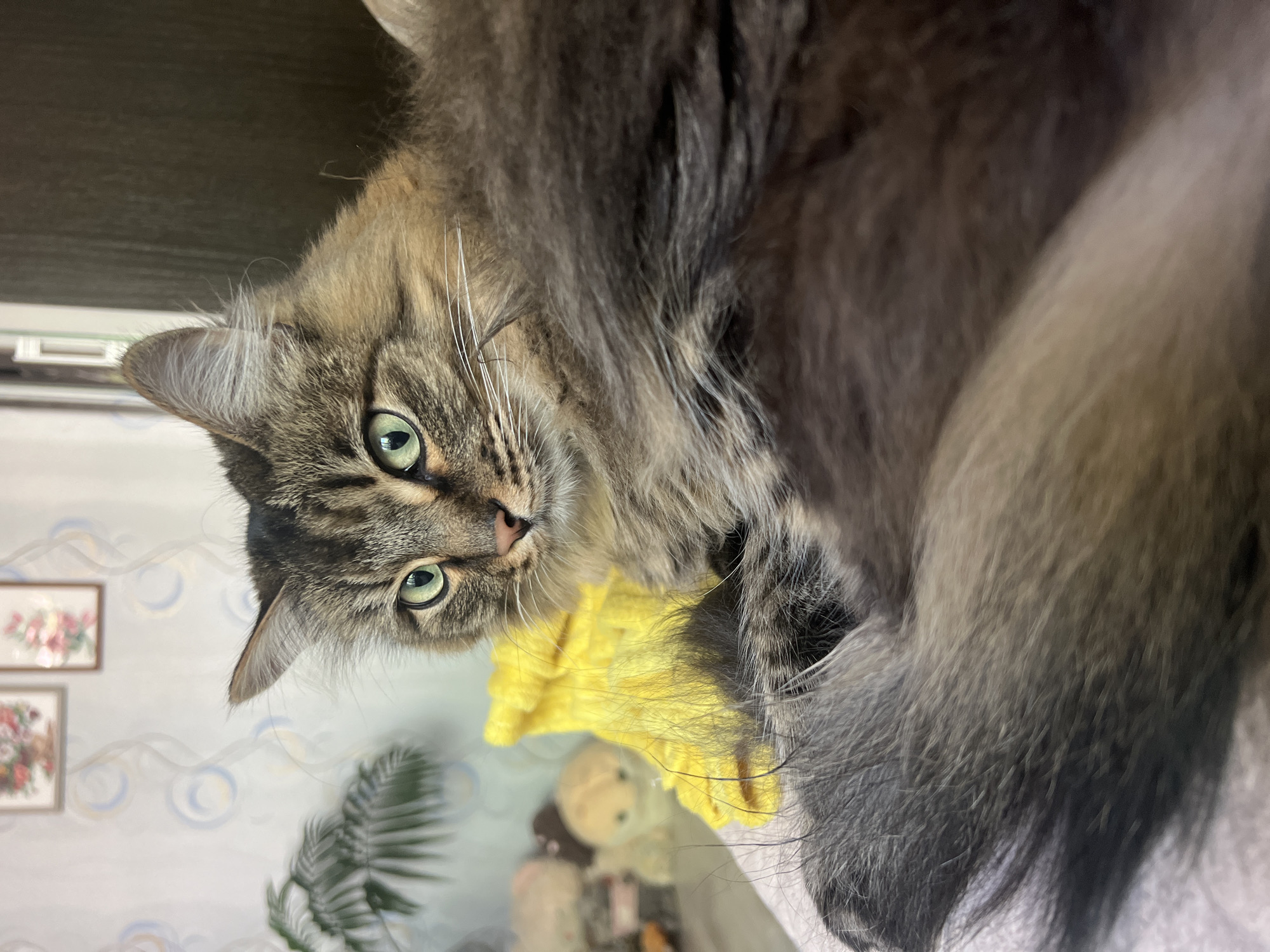 A medium shot captures a cat lying on a surface within a room. The cat is a long-haired breed, with a grey and brown striped face and green eyes, looking directly at the viewer. The cat is reclining on a yellow cloth. The room features light blue walls with a circular pattern and framed floral artwork, along with a potted plant and stuffed animal in the background. Based on visual elements alone, the location in Chaikovsky, Russia cannot be determined.
