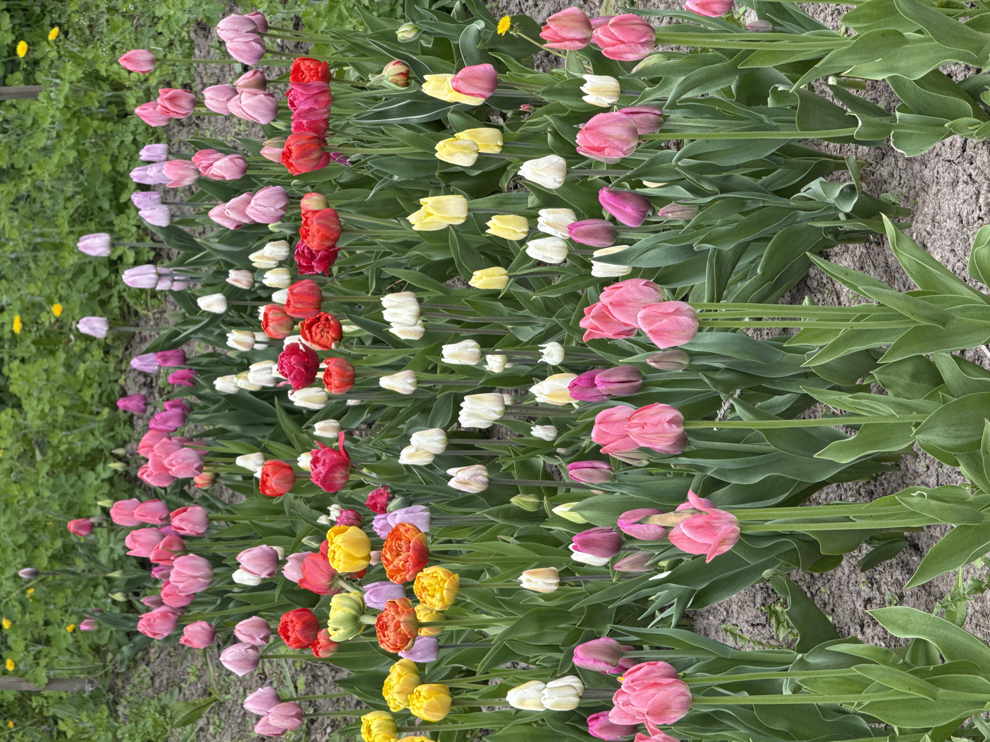 The image shows a field of tulips in Sapronovo, Russia. The tulips are arranged in rows and feature a variety of colors including pink, red, white, and yellow. Green foliage surrounds the flowers. The ground is visible between the rows of flowers. The background includes green grass and a few yellow flowers.