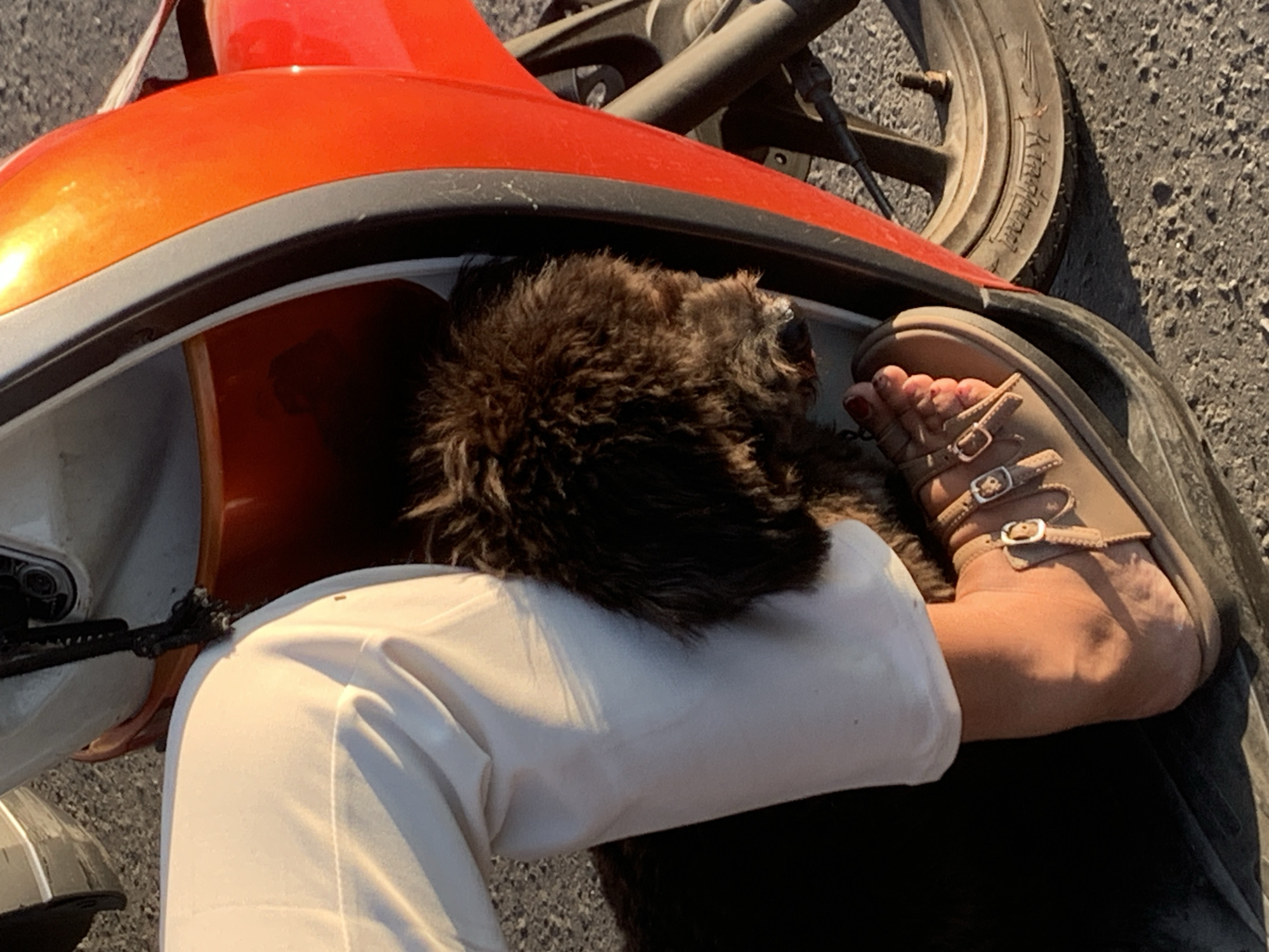 An unidentified person, wearing white pants and tan sandals, sits on an orange and red scooter. A dark, shaggy dog is nestled between the person's legs, its head resting on the person's knee. The scooter is parked on a paved surface with gravel and shadows, suggesting an outdoor urban environment. The lighting indicates it is likely daytime. The presence of a scooter and the visible tire suggest a street in Denpasar, Indonesia.