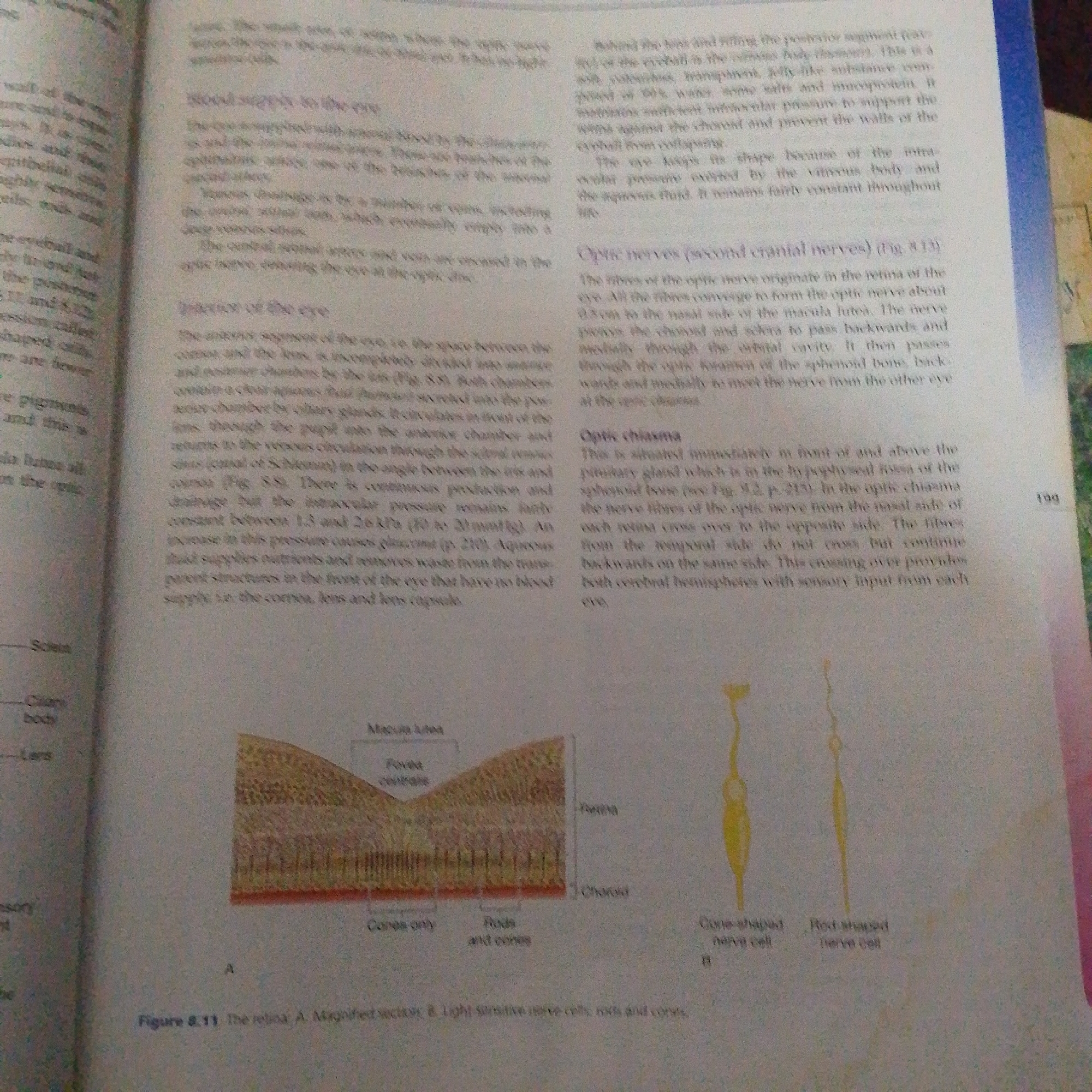 The image is a scan of a page from a biology textbook. The text discusses the anatomy and physiology of the eye, specifically focusing on blood supply, the interior of the eye, optic nerves, and the optic chiasma. There are two diagrams. Diagram A is a magnified cross-section of the retina, showing the macula lutea, fovea centralis, and the layers containing cones and rods. Diagram B shows two diagrams of photoreceptor cells: a cone-shaped nerve cell and a rod-shaped nerve cell. The text and diagrams are printed in black and white. The image itself is slightly blurry and shows the texture of the paper. The bottom of the page has a page number "199". There is no information in the image that relates to the city of Jalingo, Nigeria.