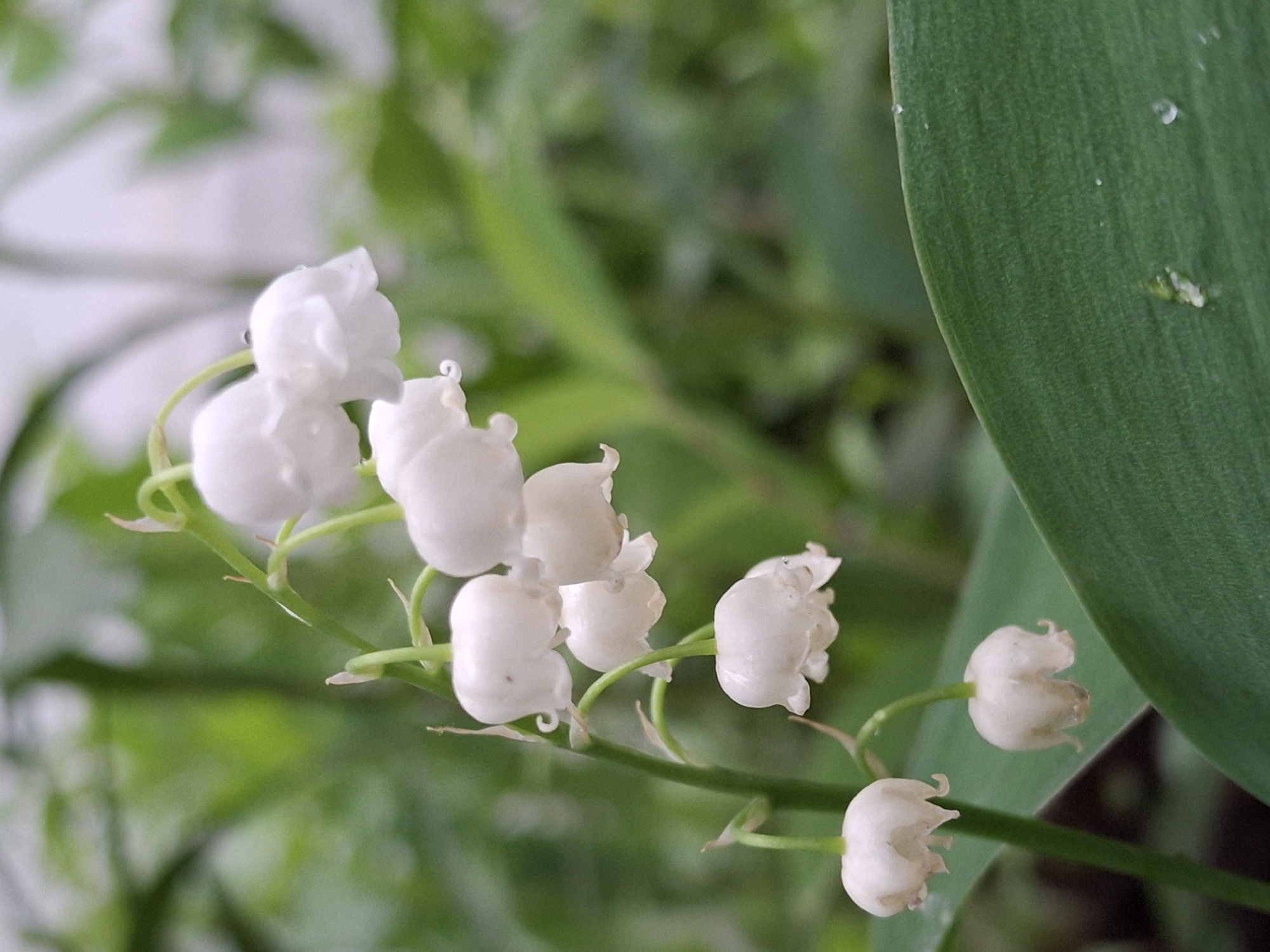 The image depicts a close-up of a sprig of lily of the valley in bloom. Several small, white, bell-shaped flowers hang delicately from a slender green stem. The petals appear slightly moist or translucent. A large, smooth, green leaf is visible to the right, partially obscuring the background. Small droplets of water are present on the surface of the leaf. The background is a blur of green foliage, creating a soft, natural setting. The exact location is not determinable from the visual information provided. There is no evidence to support the claim of being in Chaikovsky, Russia.