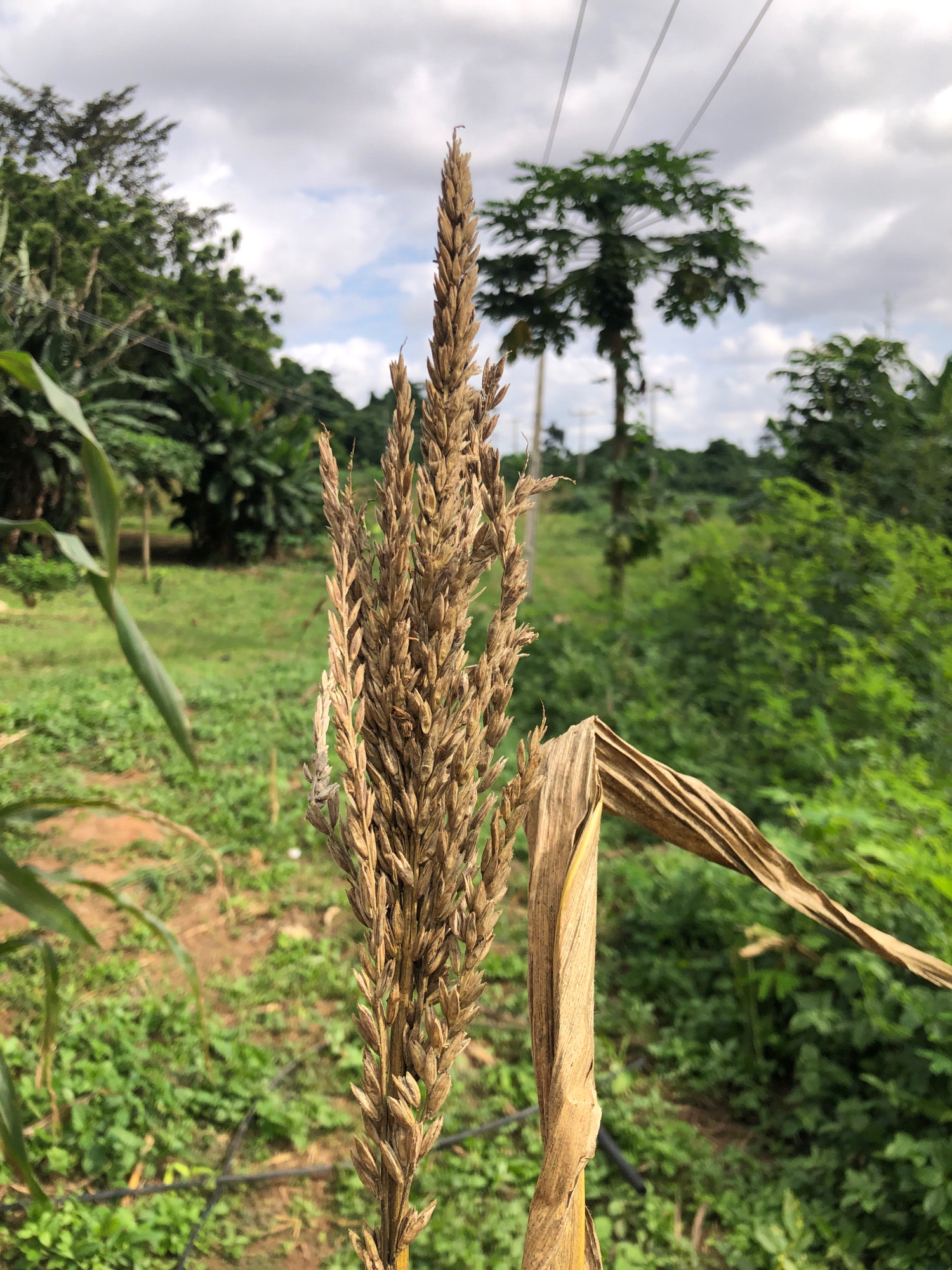 A close-up, eye-level shot focuses on a dried corn cob, its kernels brown and tightly packed, with a dried leaf extending from its stalk. Behind the cob, the background is blurred, revealing a lush green landscape under a cloudy sky. In the mid-ground, a papaya tree stands tall, its fruit visible, and power lines stretch across the sky. The scene is set in a rural area of Iju, Nigeria.