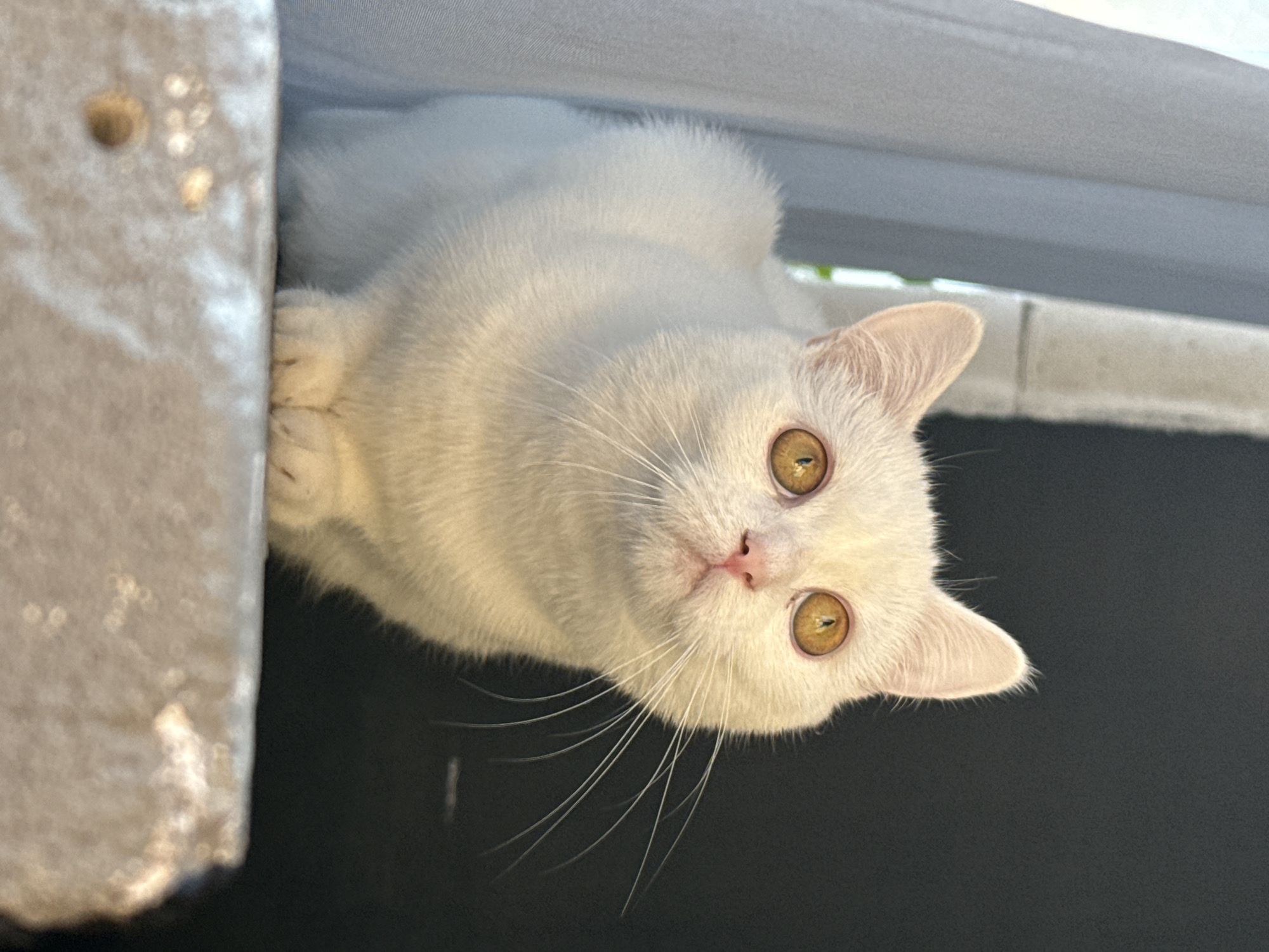 A white cat with large, golden eyes is perched on a textured surface, looking upwards. The cat's fur is short and appears soft. Its ears are pointed and pinkish on the inside. The cat's whiskers are long and prominent. The background consists of a dark, blurry area on the right and a lighter, draped material on the left. The textured surface in the foreground has faint, lighter markings, possibly paw prints. The lighting suggests the scene is indoors, possibly near a window.