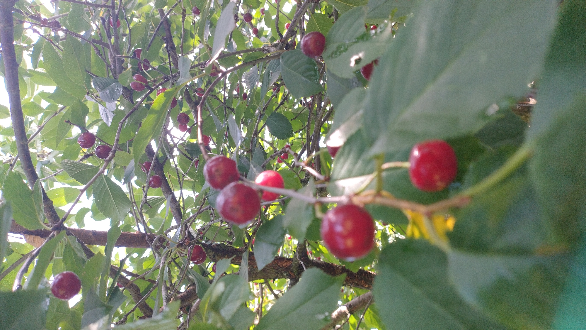 A close-up, upward-angle shot captures a cluster of ripe cherries hanging from a tree branch. The cherries are a deep red, and some are slightly out of focus. Lush green leaves fill the background, with sunlight filtering through the canopy, creating bright highlights and dappled shadows. The image appears to be taken outdoors, likely in a garden or orchard. The context of this scene in an urban setting is not discernible from the visual information provided.