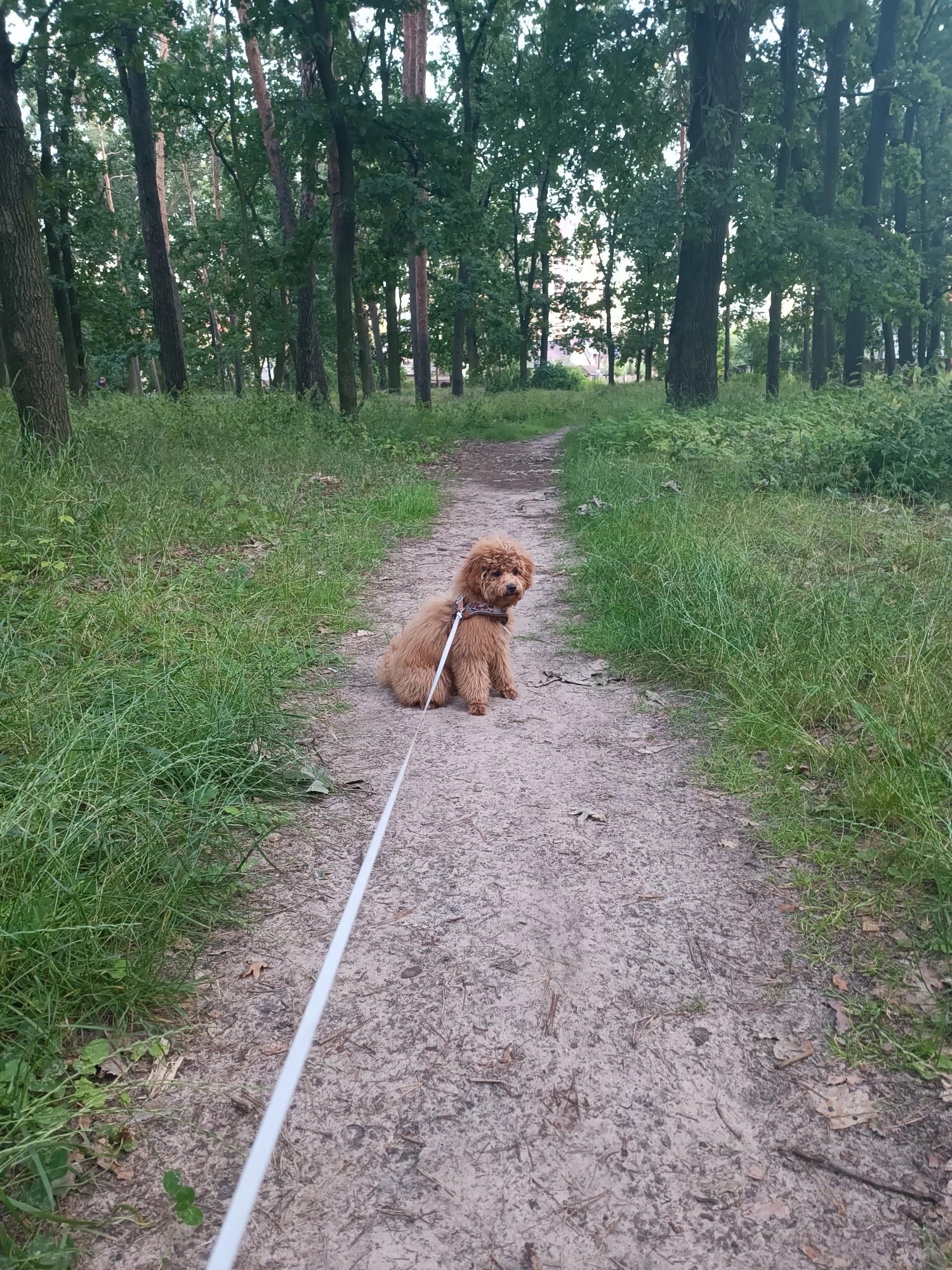 A small, curly-haired brown dog sits on a sandy path in a wooded area. The dog is facing the camera and is wearing a harness. A white leash is attached to the harness and extends out of frame to the left. The path is surrounded by tall green grass and trees. The scene appears to be a park or forest trail.