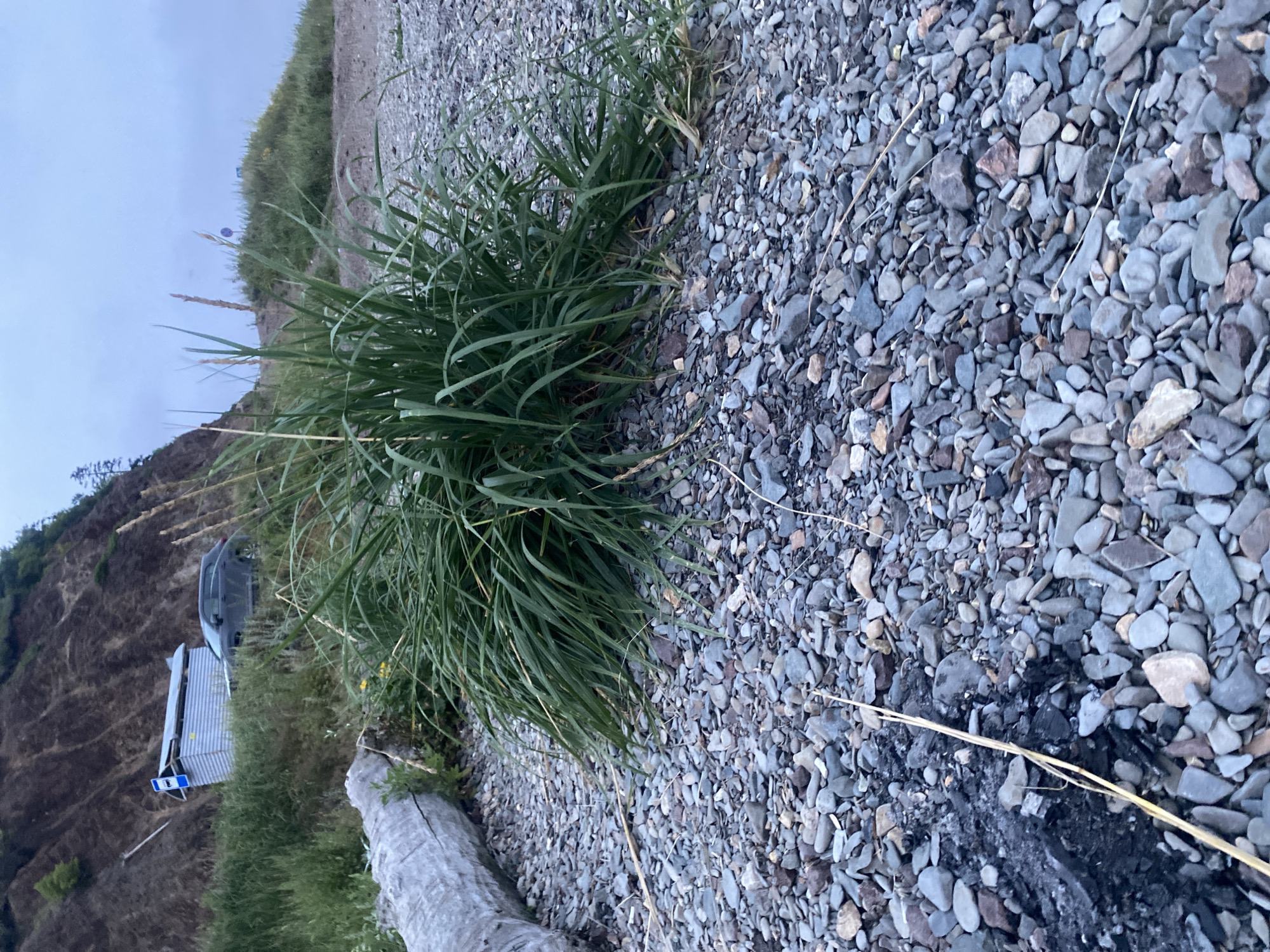 A low-angle shot captures a rocky beach in Korsakov, Russia, under an overcast sky. In the foreground, a large clump of green grass dominates the scene, its blades reaching upwards. To the left, a weathered, gray log rests horizontally on the pebbles. The beach is covered with an assortment of gray, blue, and brown stones of various sizes. Towards the background, a steep, brown embankment rises, partially covered in greenery. On the embankment, a small, corrugated metal structure with a blue and white sign is visible, along with a dark-colored car. The overall atmosphere is somber and quiet, with no people or animals present.