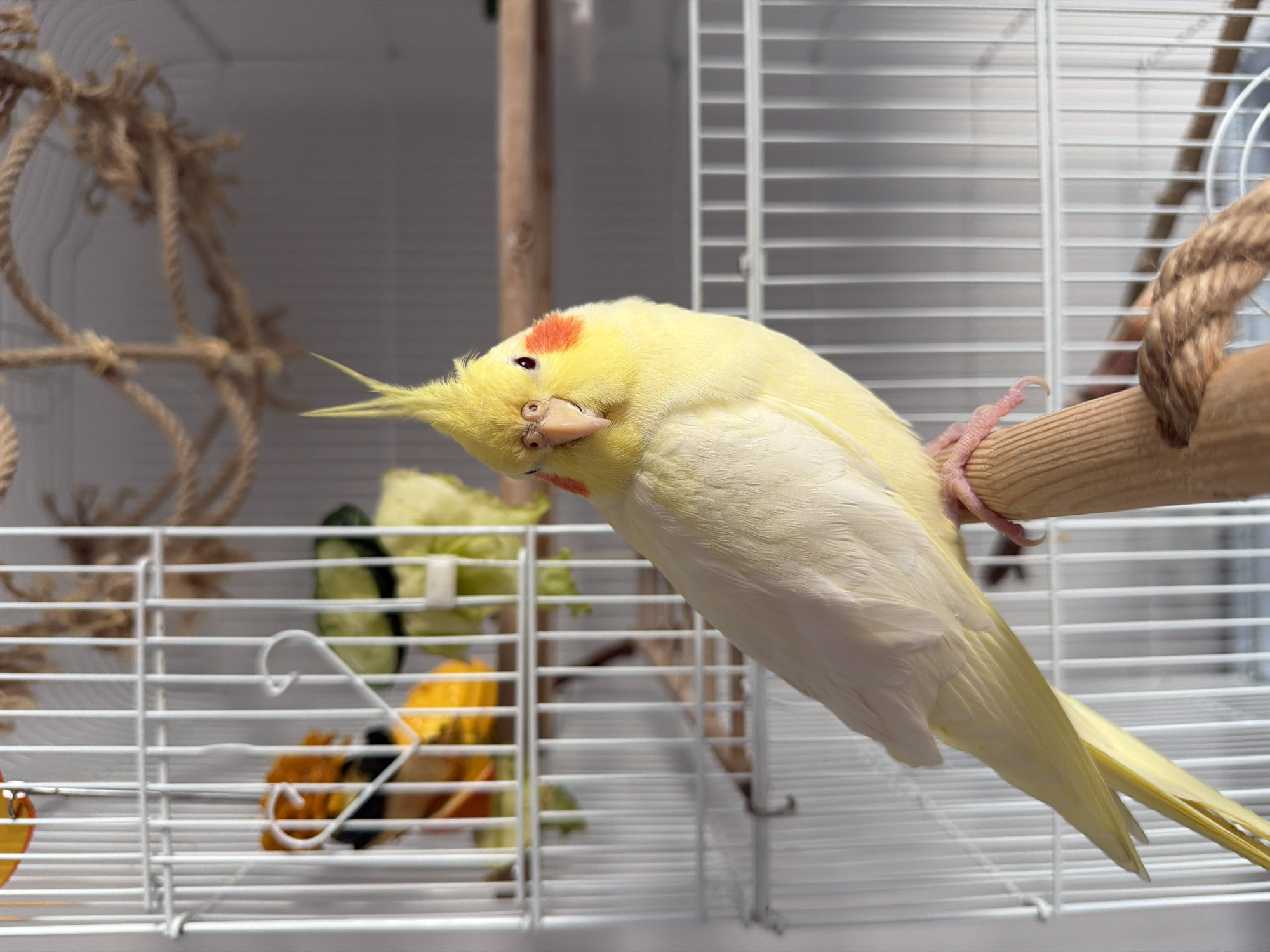 A yellow cockatiel with orange cheek patches and a crested head is perched on a wooden dowel inside a white birdcage. The bird is looking towards the camera. In the background, there are pieces of fruit and vegetables, possibly food for the bird, and a rope toy hanging from the top of the cage. The cage is placed in a well-lit indoor environment. There is no information in the image to suggest the location is Krasnoyarsk, Russia.