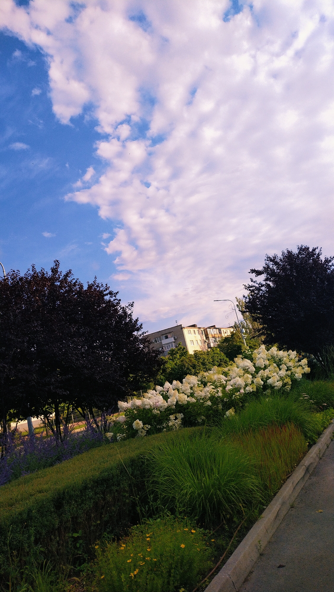 The image captures a view of a residential building in Horishni Plavni, Ukraine, surrounded by lush greenery and a cloudy sky. In the foreground, a manicured hedge separates a paved area, likely a sidewalk or road, from a sloped garden. The garden features various plants, including tall grasses, a dense patch of white hydrangeas, and smaller yellow wildflowers. Dark-leaved trees flank the scene on the left and right. The building, a multi-story structure with balconies and windows, is visible in the background, nestled amongst trees on a hill. A street lamp is visible to the right of the building. The sky is predominantly blue with scattered white and pinkish clouds, suggesting it might be late afternoon or early evening. No people or animals are present in the image.