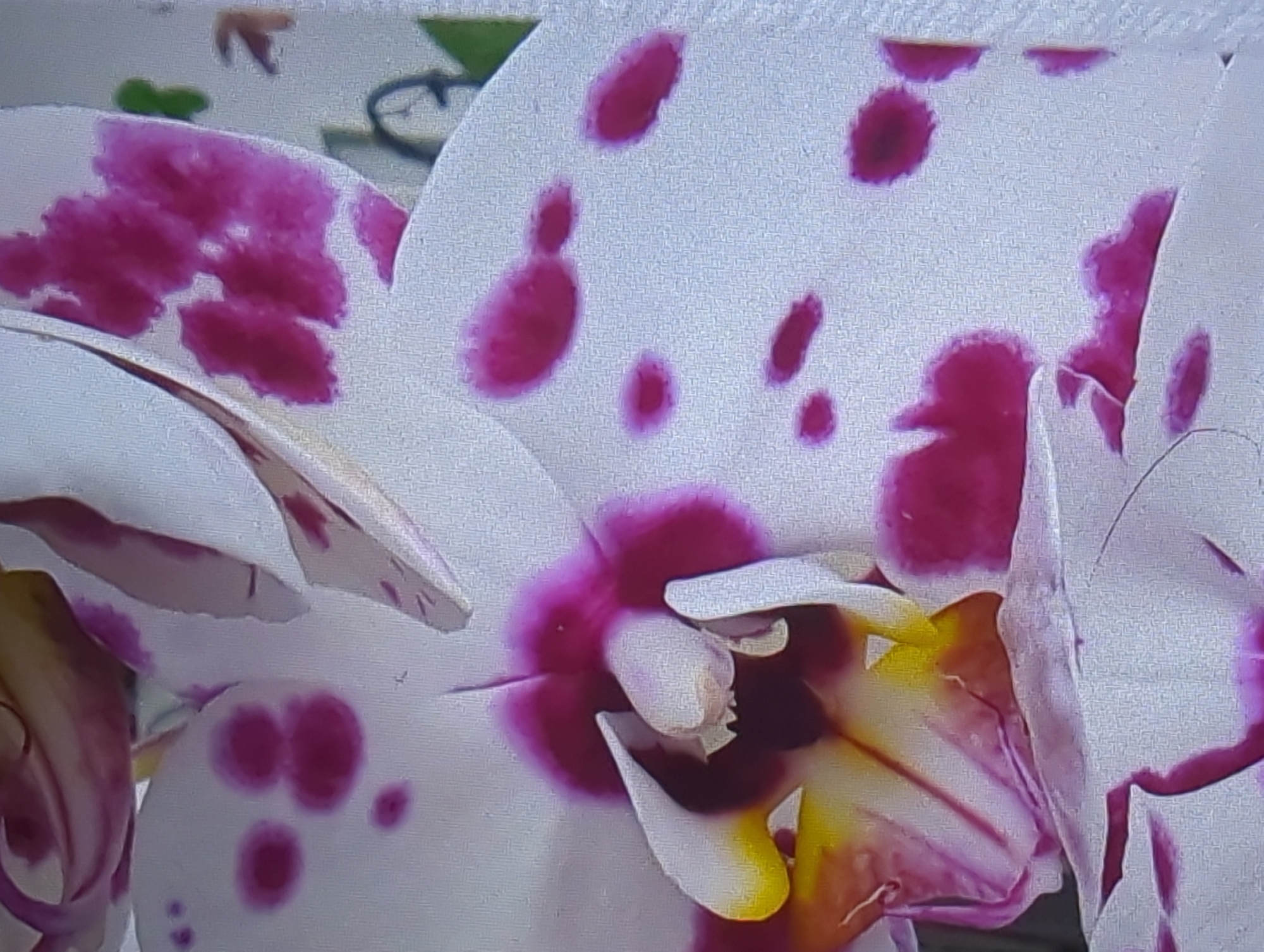 A close-up, vertical shot shows a white orchid with speckled magenta and yellow markings. The flower's petals are soft and delicate, with the magenta spots appearing in various sizes and shapes across the white surface. Some spots are circular and distinct, while others are more irregular and splotchy, indicating natural variation in the bloom. The center of the orchid features a cluster of yellow and magenta hues, revealing the intricate details of its reproductive parts. The background is a blurred white, suggesting a neutral backdrop that allows the orchid to be the primary focus. The image appears to be taken in a well-lit indoor environment, possibly a home or a botanical garden.