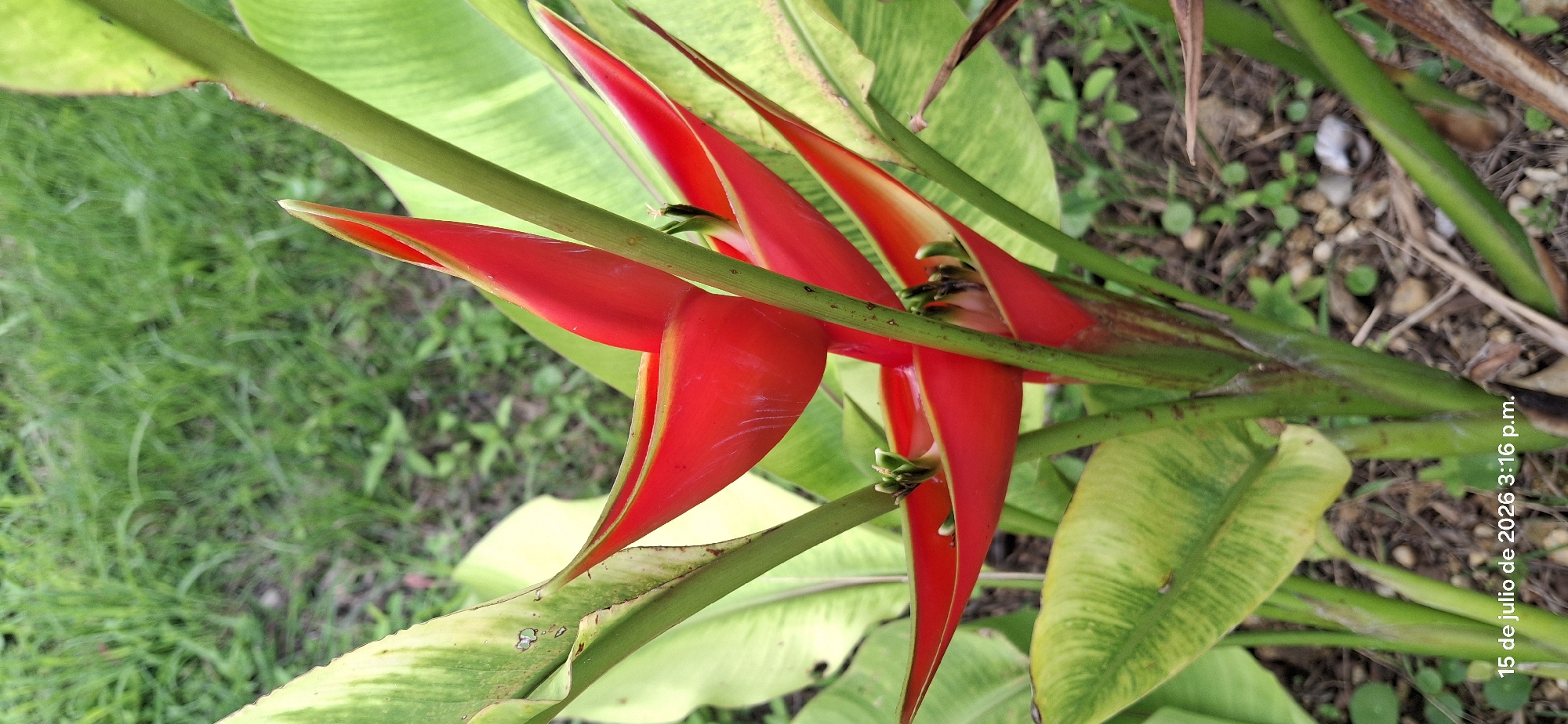 A close-up, eye-level shot features a vibrant red Heliconia flower in bloom, characterized by its boat-shaped bracts and the presence of small, budding green flowers. The plant is positioned in an outdoor environment, likely in Vallecito, Venezuela, with a background of lush green grass and scattered small pebbles and debris on the ground. The lighting suggests it is daytime, with the timestamp "15 de julio de 2026 3:16 p.m." visible in the lower-left corner, indicating the date and time the photograph was taken. The focus is sharp on the flower and its immediate foliage, with the background slightly blurred, creating a depth-of-field effect that highlights the subject. The plant's large, variegated green and yellow leaves are also visible, framing the striking red blooms. No people or animals are present in the scene.