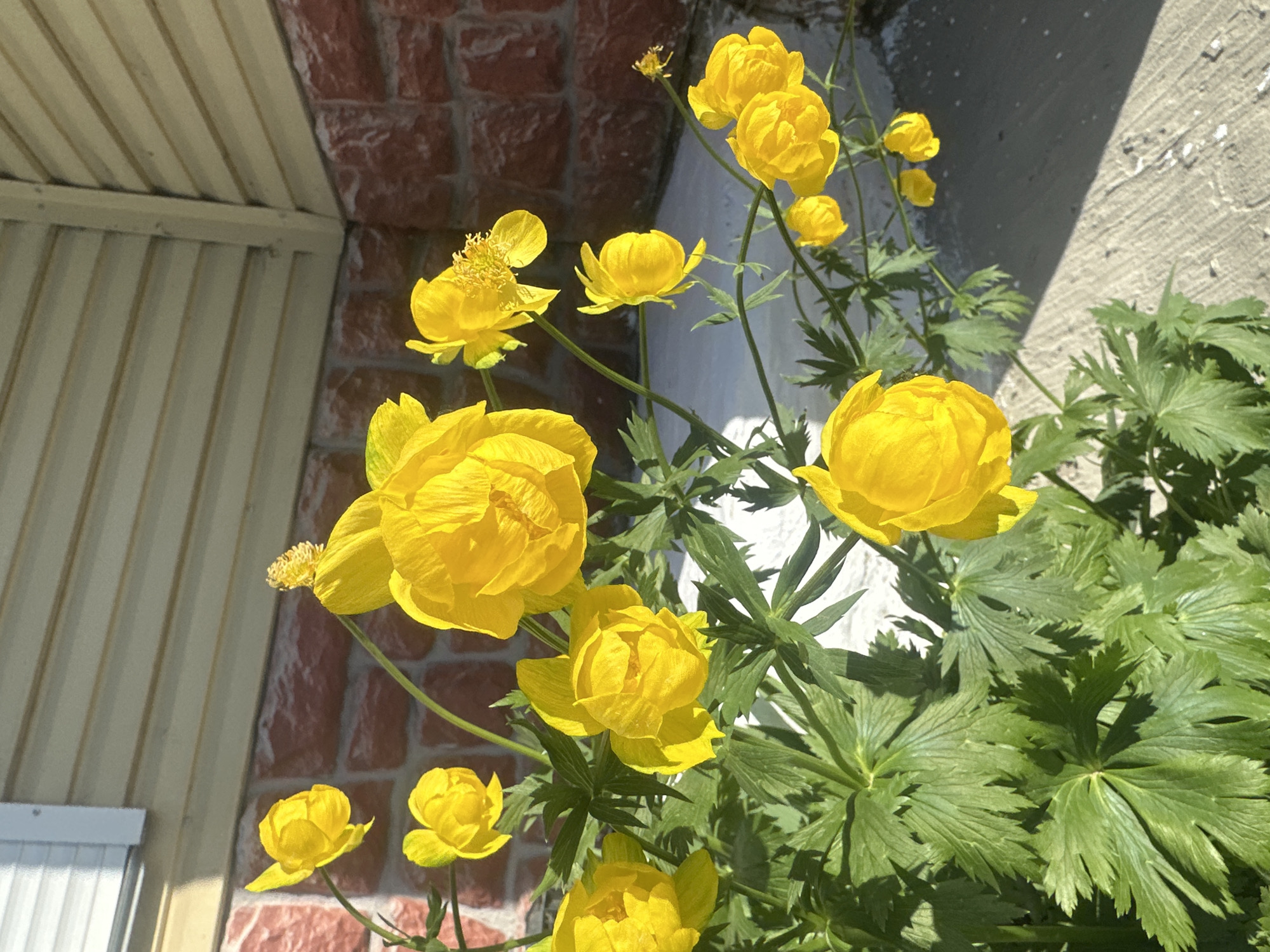 The image shows a cluster of vibrant yellow globe flowers (Trollius) growing outdoors. They are situated near a building exterior, indicated by the presence of brickwork and a corrugated metal structure. The photograph was likely taken in Chaikovsky, Russia, based on the request, though there is no intrinsic evidence in the image confirming this location. The environment appears to be sunny.