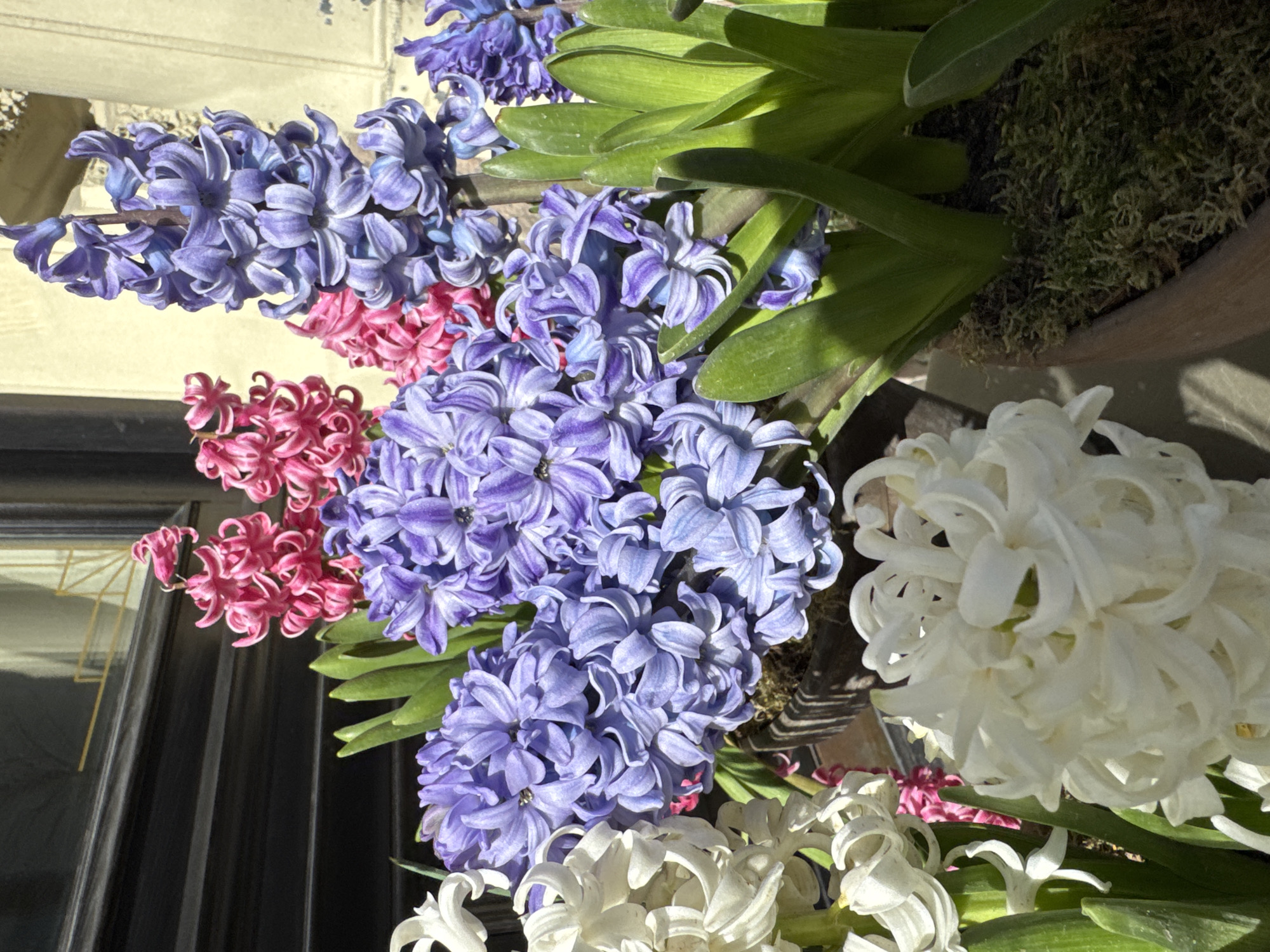 A close-up, angled, medium-shot captures a vibrant display of hyacinth flowers in various colors. The flowers are arranged in a pot, with different colors including blue, pink, and white. The leaves of the flowers are a vibrant green, and the pot is topped with moss. The background includes part of a dark door with gold decorations and a building facade. The flowers appear to be illuminated by sunlight. The image is taken at an angle and the composition is tight. The location is identified as the city of Saint Petersburg, Russia.