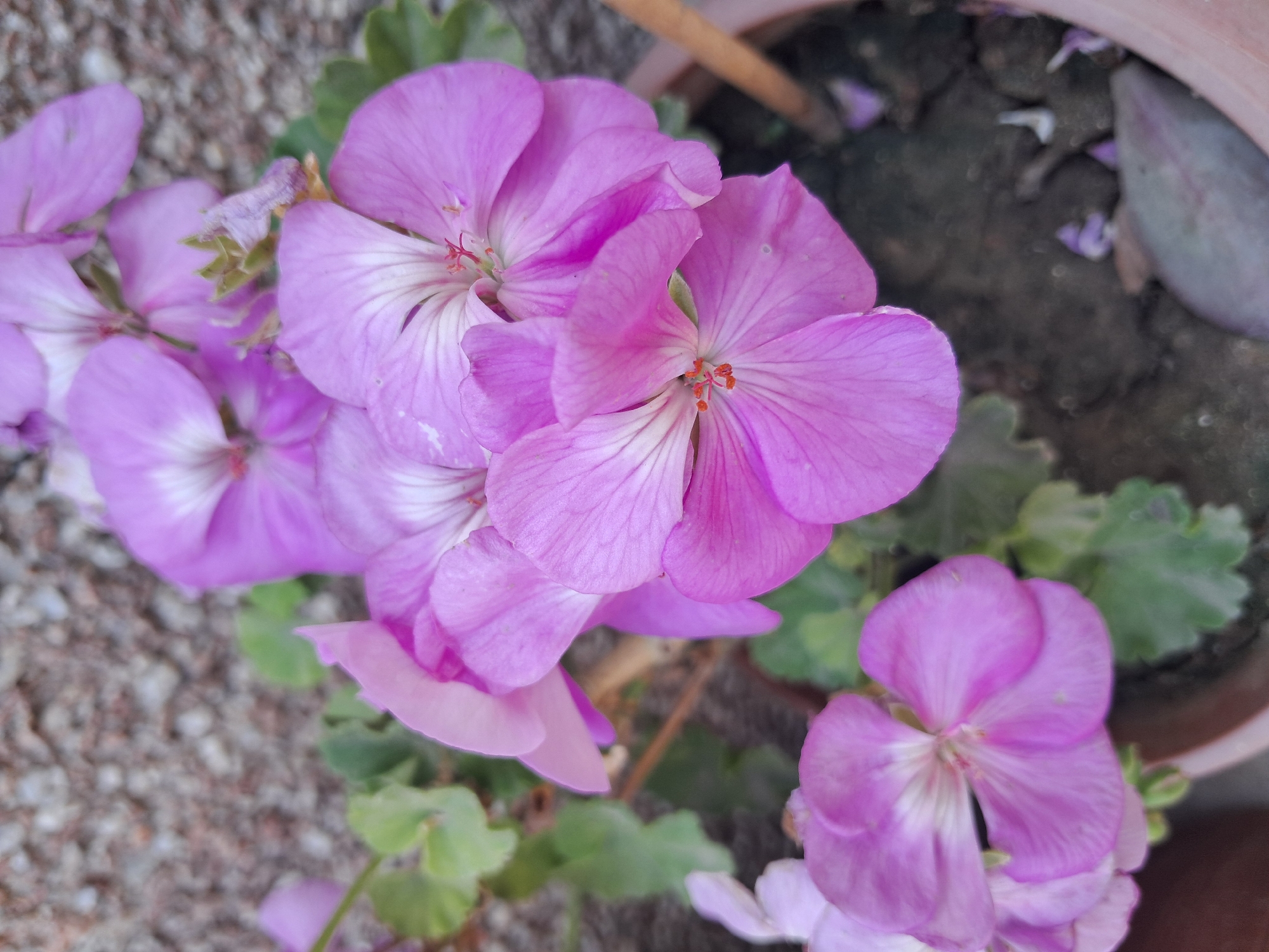 A close-up, eye-level shot features a cluster of vibrant pink geranium flowers in a brown pot. The flowers exhibit delicate veining and a white center, with some petals showing slight wilting. Green leaves surround the blooms, and a textured, beige-colored wall forms the background. The scene is likely outdoors, with the pot placed near a wall, possibly in a garden or courtyard. There are no people or animals visible in the image.