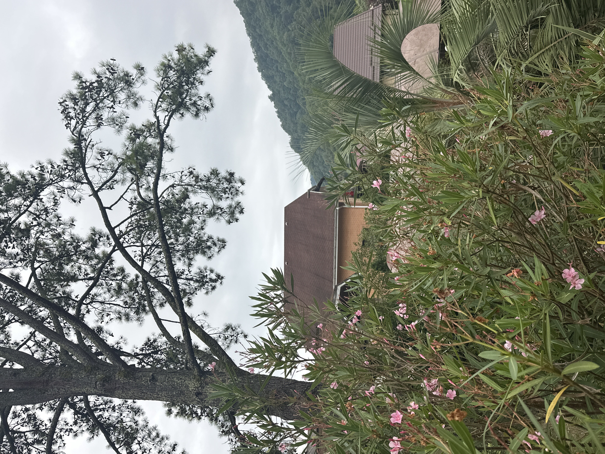 The image depicts a cloudy day in Sochi, Russia, with a view of lush greenery, trees, and buildings. In the foreground, a dense bush with delicate pink flowers and long green leaves dominates the scene. Behind the bush, a large tree with rough bark and branches covered in pinecones extends into the upper part of the frame. Further in the background, the rooftops of houses are visible, suggesting a residential area. To the right, palm fronds add a tropical element to the landscape. Beyond the buildings, a verdant, tree-covered mountain slopes upward, its peaks obscured by the overcast sky. The overall atmosphere is serene and natural, with a hint of human habitation integrated into the environment.