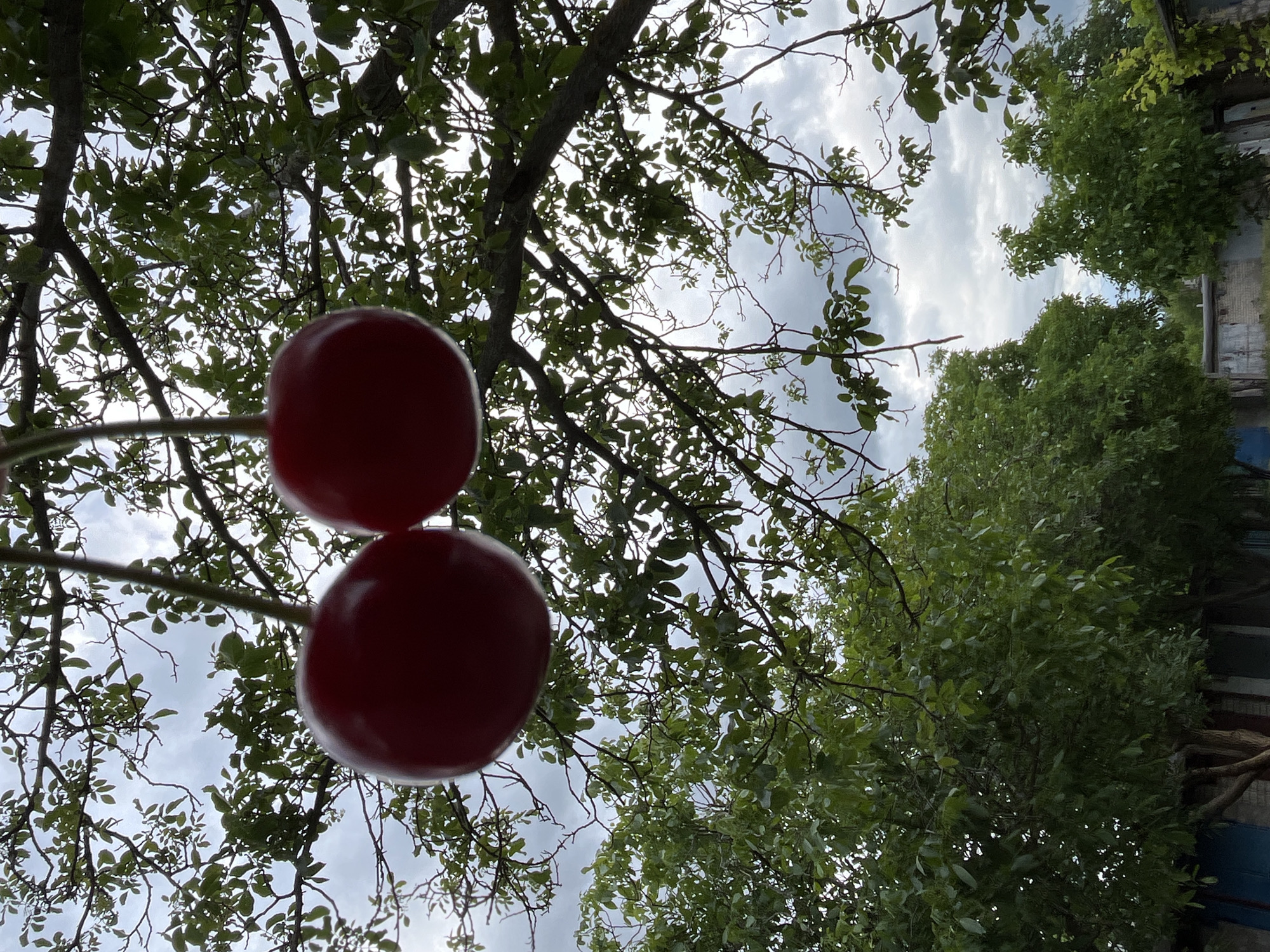The image shows a close-up view of two ripe cherries hanging from a branch against a backdrop of lush green trees and a cloudy sky. The cherries are a deep red color and appear plump and juicy. The tree branches are laden with leaves, creating a dense canopy. In the background, the tops of other trees and some structures are visible. The scene suggests an outdoor setting, likely a garden or orchard, on an overcast day. The location is identified as Kryvyi Rih, Ukraine.
