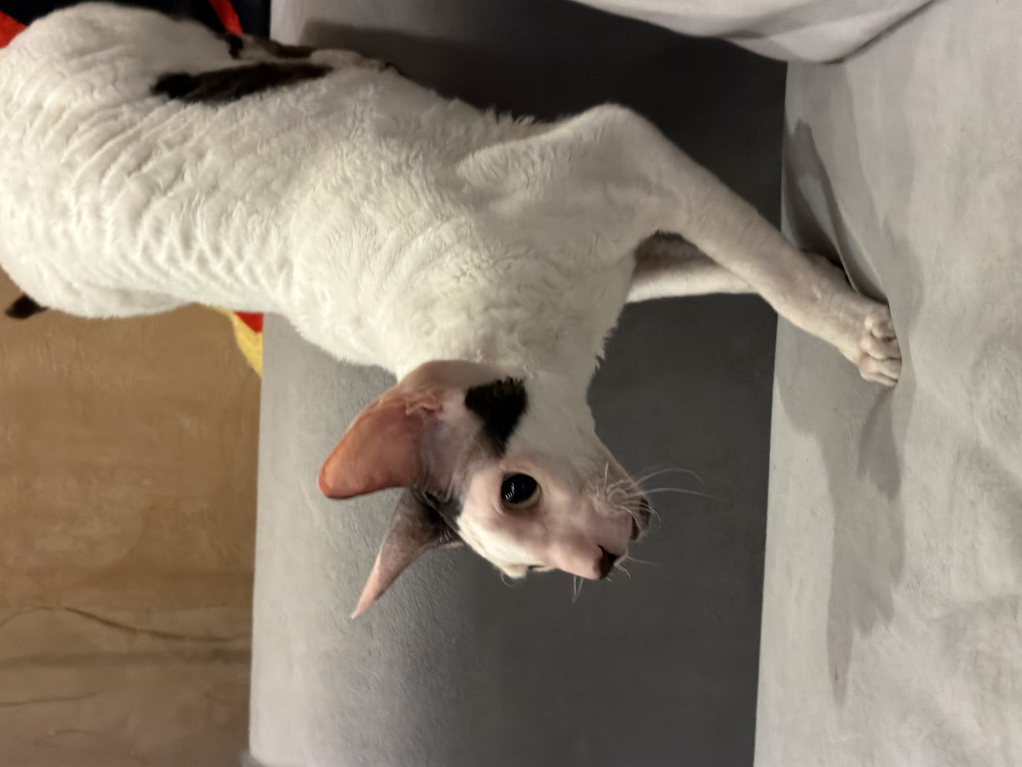 A Cornish Rex cat with white fur and dark patches on its head and back is positioned on a gray sofa. The cat's body is angled, with its head turned to the left and its front left paw extended forward. The background consists of a textured wall in shades of brown and orange. The scene is indoors, likely a domestic setting in Yekaterinburg, Russia, although no specific geographical indicators are present in the image itself.