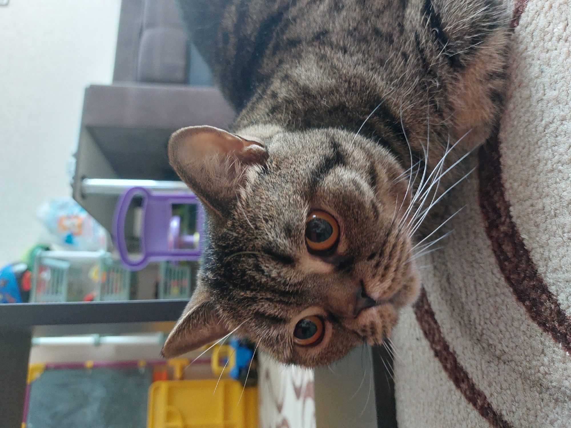 A close-up, high-angle portrait features a domestic tabby cat, appearing to look upside down or with its head sharply tilted, directly into the camera. The cat's fur exhibits a classic mackerel tabby pattern with prominent stripes and swirls in brown, grey, and black tones. Its large, round eyes are a striking amber or orange hue, with dilated pupils that reflect light, conveying curiosity and alertness. Long, white whiskers extend from its muzzle.
The cat's body and a portion of its head rest on or peer over a dark-colored surface, likely a piece of furniture such as a sofa or a cat tree. To the right and below the cat, a light-colored, patterned carpet or rug with brown stripes provides a soft texture. The blurred background to the left reveals glimpses of an indoor setting, including a purple object that resembles a toy or container, alongside other indistinct colorful items in yellow and blue, reinforcing a domestic environment. The lighting is soft and consistent with indoor conditions, suggesting no particular time of day. No text is visible in the image. The scene depicts a calm moment within a home in Chaikovsky, Russia.