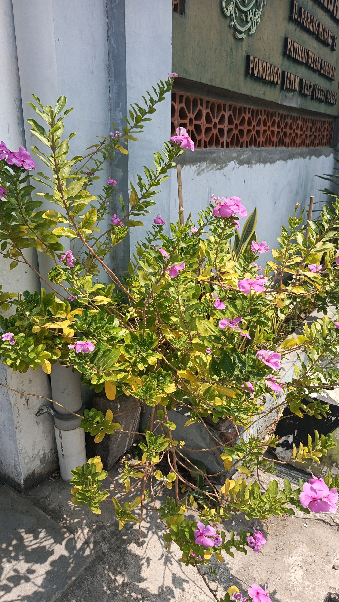 A close-up, eye-level, outdoor photograph shows a flowering plant with multiple pink blossoms and green leaves, some of which are yellowing. The plant is in a pot and positioned in front of a wall. The wall is light blue and has a section with a decorative brick pattern. Above this brick pattern, text is visible on a darker green background. This text appears to be a sign for a location in Patihan Wetan, Indonesia, reading "JL. PARANG MENANG 2 PATIHAN WETAN BARADAN PONOROGO JATIM TELP (0352) 464220". The ground in front of the wall is concrete and shows shadows from the plant and possibly other unseen objects. Two white cylindrical objects, possibly pipes, are visible to the left of the plant. The lighting suggests it is daytime.