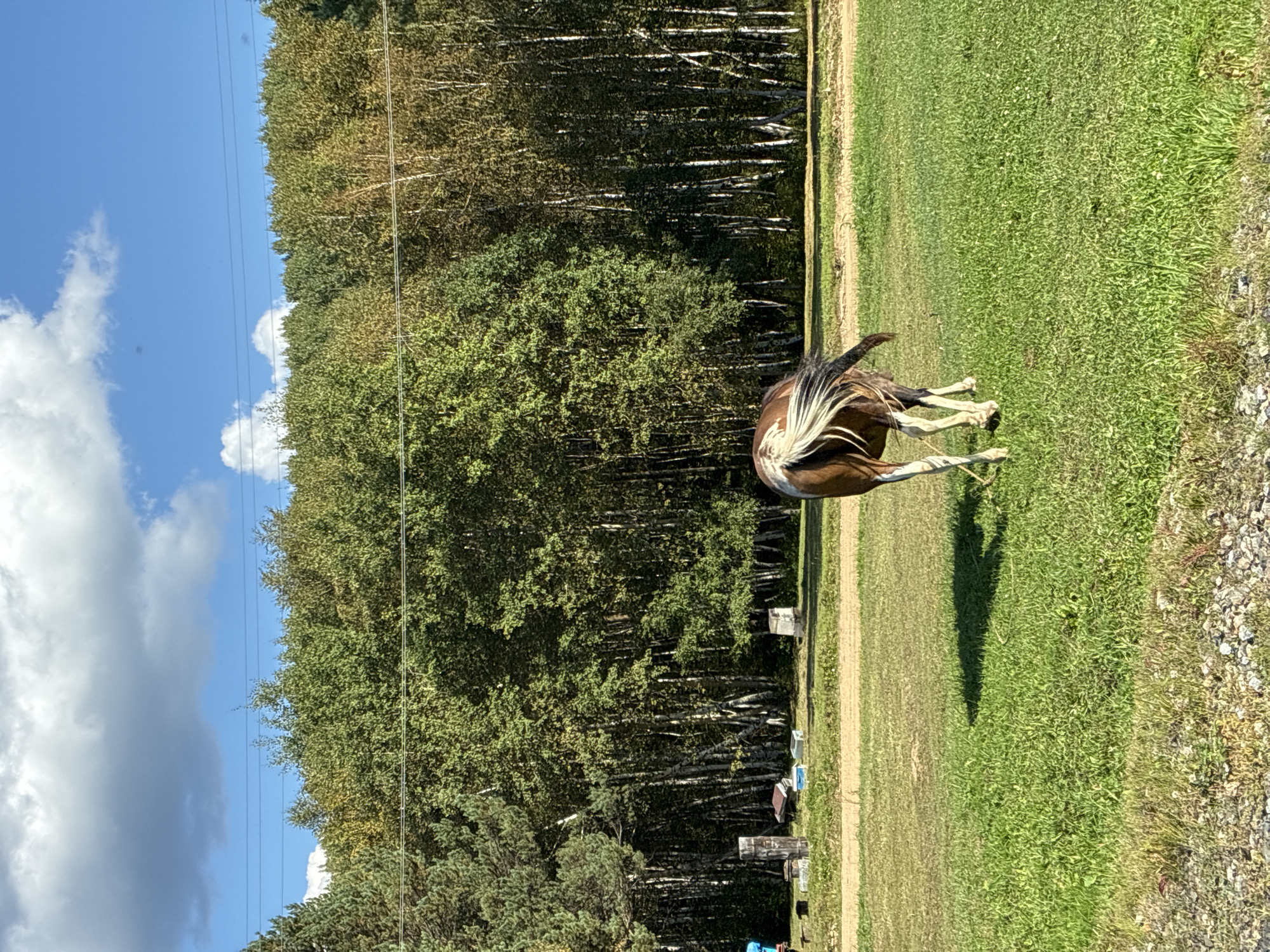 A brown and white horse walks away from the camera in a grassy field with a forest in the background. The horse has a white blaze on its face and a white mane and tail. The forest is a mix of deciduous and coniferous trees. The sky is blue with some white clouds. There are some power lines visible in the upper part of the image. In the background, near the edge of the forest, there are some wooden structures and what appear to be some pieces of discarded material. The location is identified as the village of Taltsy, Irkutsk Oblast, Russia.