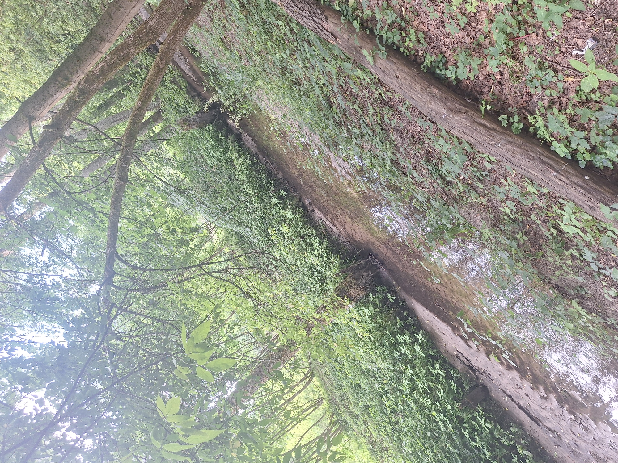 This image depicts a narrow, muddy creek bed winding through a dense, verdant forest. The creek has a shallow, slow-moving flow, with its banks covered in thick green undergrowth and fallen leaves. Several trees, with moss-covered trunks and branches, are seen leaning over the creek and lining the surrounding slope. A fallen log rests diagonally across the right side of the frame, further adding to the natural, untamed appearance of the scene. The lighting suggests it is daytime, with dappled sunlight filtering through the dense canopy. The overall impression is one of a secluded, natural area within the city of Gliniak, Poland, likely a park or undeveloped woodland. There are no people or animals visible in the image.
