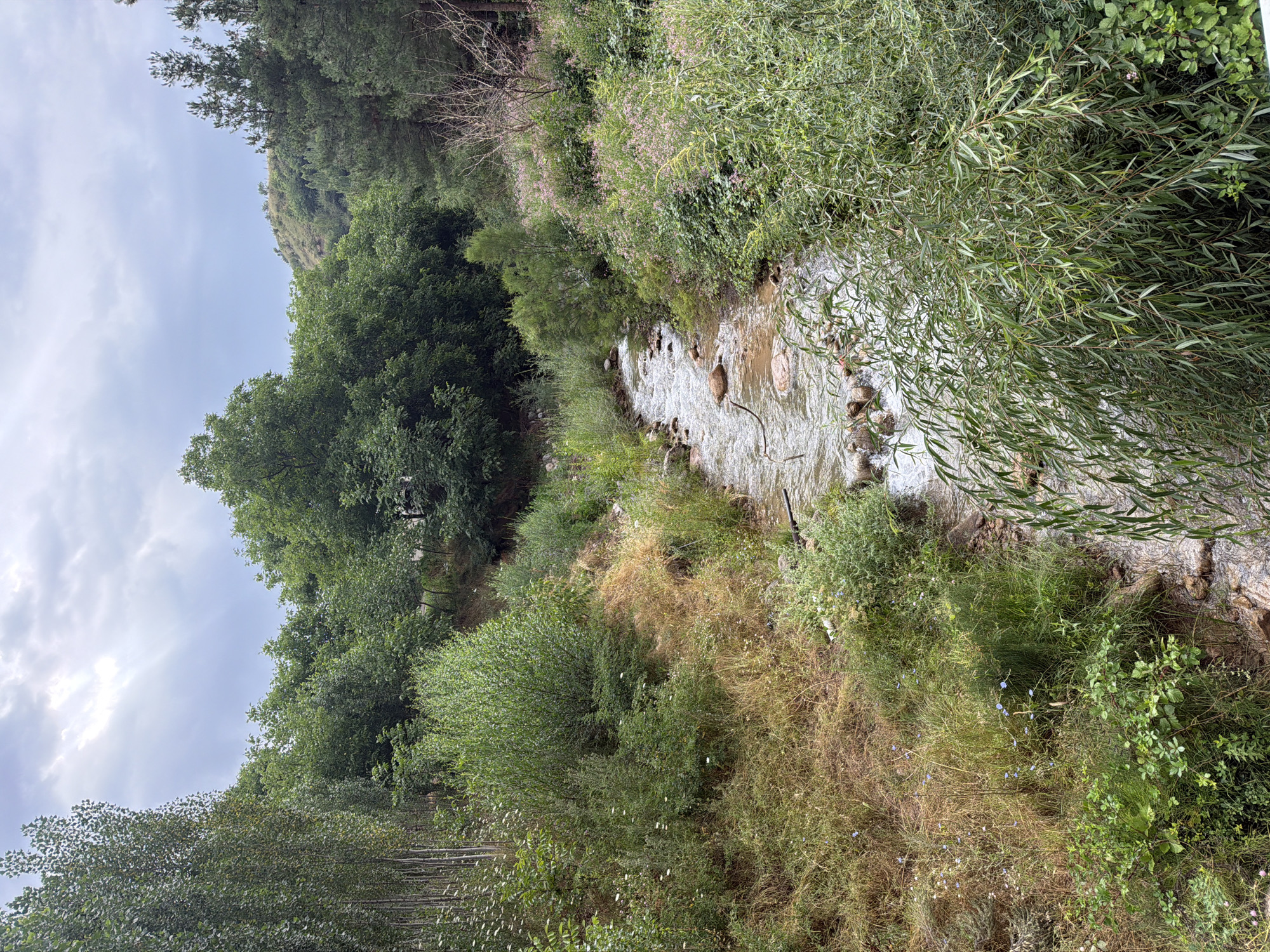 A narrow, rocky stream flows through a natural landscape with lush vegetation. The stream bed is composed of various sized stones and some larger rocks are visible in the water, which appears slightly murky. The banks of the stream are covered in a mix of grasses, weeds, and bushes. On the left bank, a dense stand of tall, slender trees with light-colored bark is present, creating a vertical element in the scene. The right bank is densely overgrown with various green plants and some small pink flowers. Further in the background, a hillside is visible, covered in trees and shrubs, with a few scattered trees on its crest. The sky above is overcast with heavy clouds, suggesting a diffused light. The overall impression is a natural, somewhat wild setting. This scene is located in the city of Khumsan, Uzbekistan.