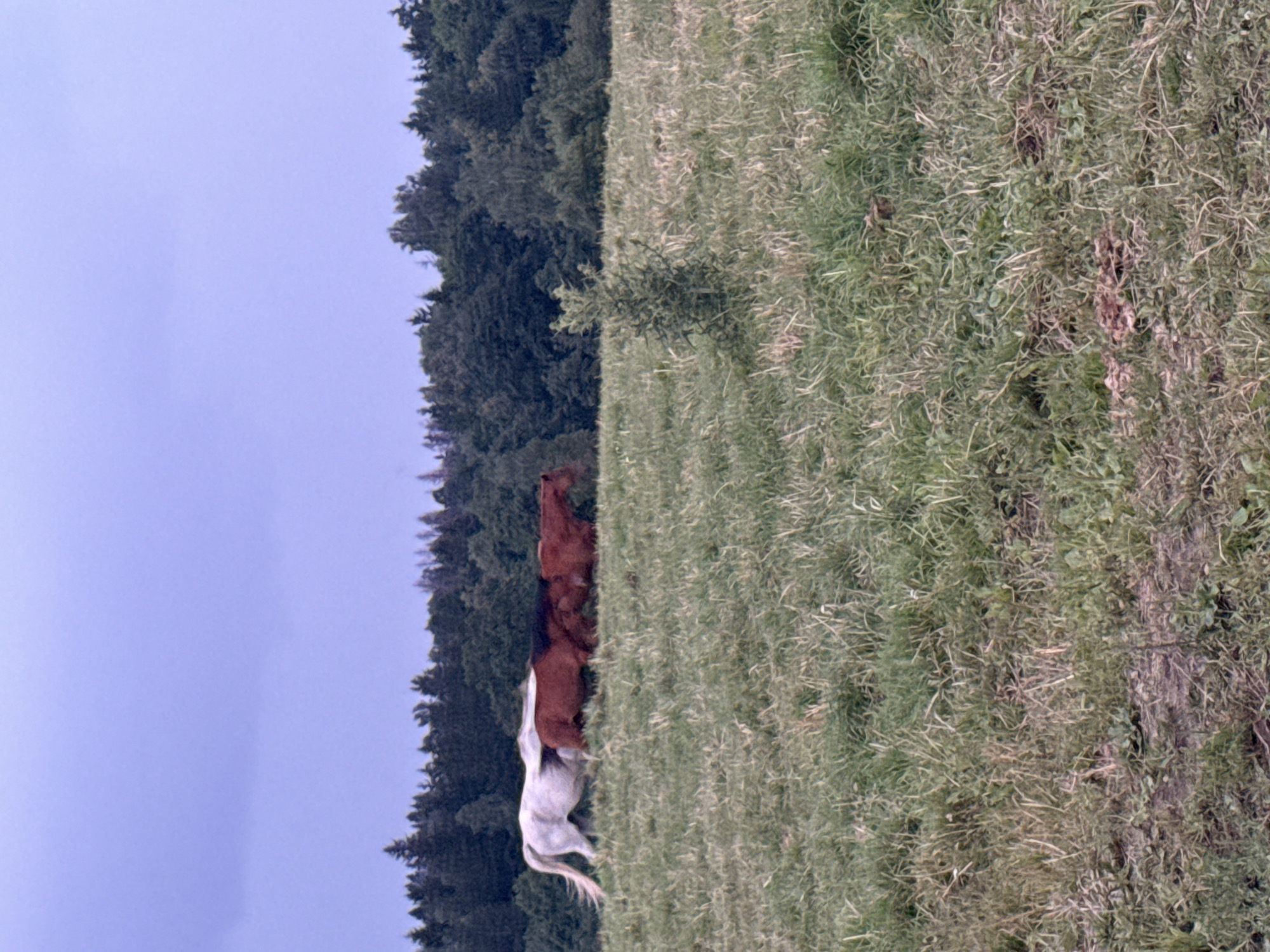 In Galinė, Lithuania, a tranquil meadow is home to three horses. A white horse stands on the left, its tail fanned out, while two brown horses are positioned to its right, appearing to graze together. The horses are set against a backdrop of a dense forest, with tall, dark trees forming a line across the horizon. The sky above is a muted, overcast blue, suggesting a cloudy day. The foreground is filled with a grassy field, with patches of dry, straw-like grass interspersed with greener blades. A small, bushy sapling stands in the middle ground, adding a touch of detail to the landscape. The overall scene is one of quiet natural beauty, with the horses as the focal point.