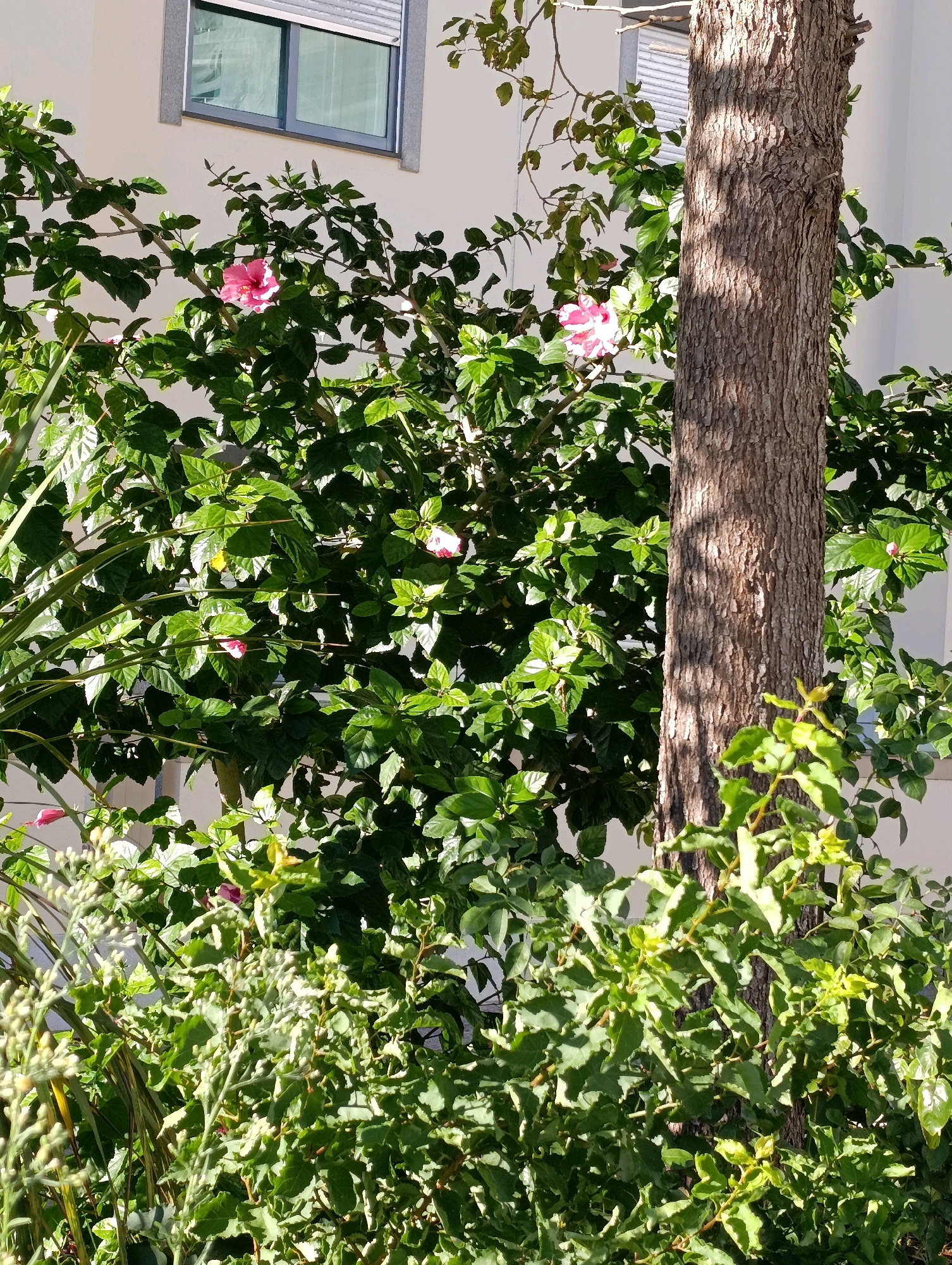 This is a photograph of a hibiscus bush with bright pink flowers and lush green leaves, situated in front of a building with a light-colored facade and a window. A tree trunk with rough, textured bark is positioned to the right of the bush, partially obscuring it. The scene appears to be outdoors in a garden or courtyard setting. There are no people or animals visible in the image. The lighting suggests it is daytime, with sunlight casting shadows on the tree trunk. The overall impression is one of natural beauty set against an urban backdrop.