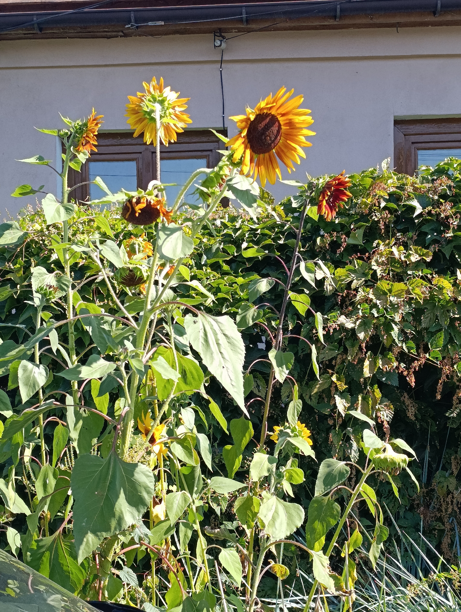 In Cherkasy, Ukraine, a close-up shot captures a cluster of sunflowers against a building and a dense green ivy wall. The sunflowers are in various stages of bloom, with some fully open and facing the sun, their yellow petals and dark centers vibrant. Others are still budding, their green heads tilted downwards, and some are wilting, their brown petals curling inward. The building in the background is painted a light color, with two wooden-framed windows visible. A brown gutter runs along the top of the building, and electrical wires are strung overhead. The ivy wall behind the sunflowers is thick and lush, with some dried seed heads interspersed among the green leaves. The overall scene depicts a natural element, sunflowers, flourishing against a man-made backdrop, suggesting a garden or outdoor space in a residential or urban area.