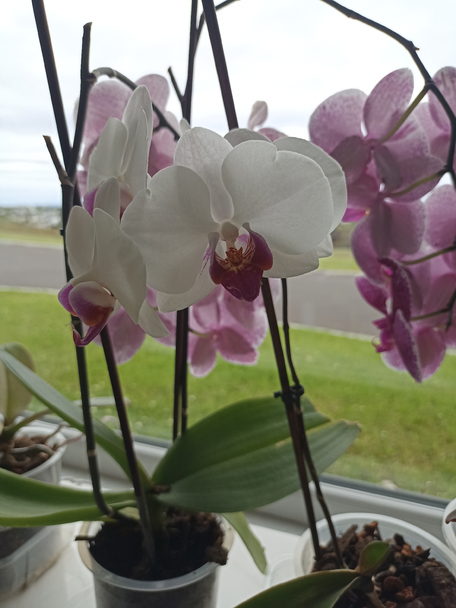 This image captures a close-up view of several orchid plants on a windowsill, with a blurred background indicating an outdoor scene. The orchids display a mix of white and pink-purple flowers, some in full bloom and others in bud. The white orchids have a distinctive deep pink or burgundy center, while the pink-purple ones are speckled with darker dots. Dark, thin stems support the blooms and extend upwards.
The plants are housed in transparent plastic pots filled with a dark, bark-like medium, common for orchid cultivation. Green orchid leaves are visible, some broad and glossy, others slightly faded. The windowsill appears to be white, suggesting an indoor setting.
Through the window, a blurred landscape is visible. This includes a green grassy area, possibly a lawn, with a gray paved surface behind it, suggesting a road or pathway. The sky is overcast and light.
The location is identified as Doirí Beaga, Ireland. This suggests the image was taken in a residential or indoor setting within this Irish town. There are no people or animals present in the frame, and no specific actions or interactions are depicted. The scene is static and focuses solely on the botanical subject matter and its immediate surroundings.