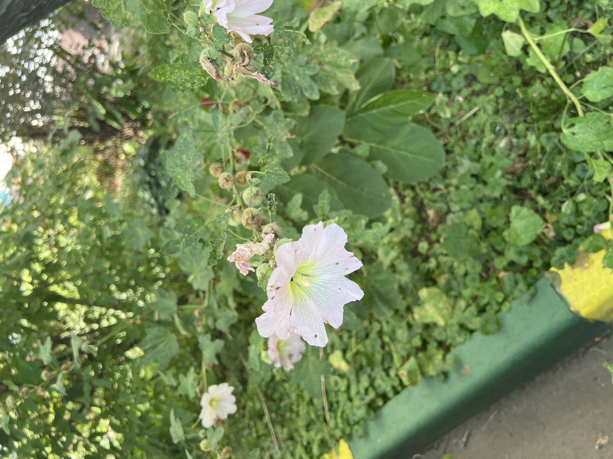This is a vertical, eye-level, medium shot of light pink flowers in a garden setting. The flowers are in focus in the foreground, with the petals slightly translucent and delicate, showing veins and a yellowish center. They appear to be mallow flowers. The background is filled with lush green foliage and some dried seed pods on the stalks. To the left of the image, a green curb with a yellow strip runs along the edge of the garden, separating it from a gray asphalt surface. The overall impression is one of natural beauty within an urban environment. The image was taken in the city of Khimki, Russia.