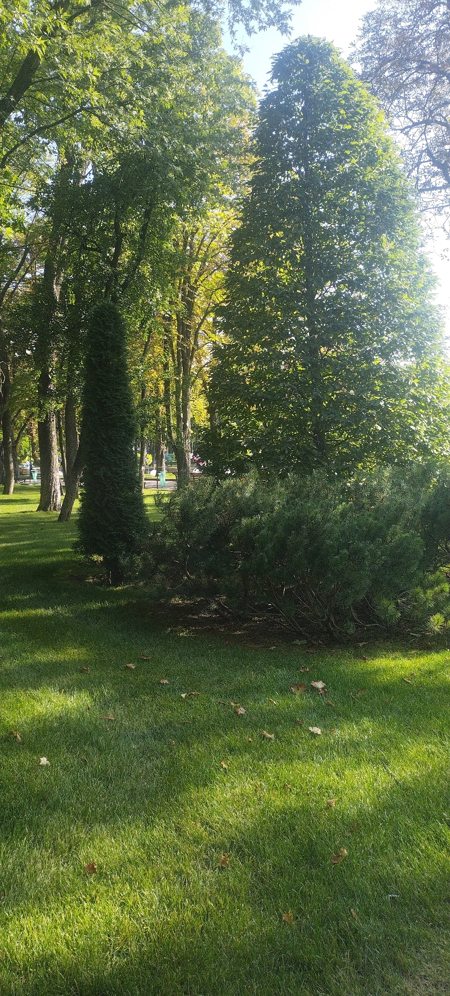 The image shows a lush green park with several large trees and a well-maintained lawn. In the foreground, a conical evergreen tree stands to the left, and a broad, bushy evergreen shrub is to the right. The grass is dotted with a few fallen leaves, suggesting it might be autumn. Sunlight filters through the canopy, creating dappled shadows on the grass. In the background, more trees line a pathway, and benches are visible, indicating a public park. The style of the trees and the presence of a paved pathway suggest a European city park. While the image itself does not contain specific landmarks to pinpoint the exact location, it is plausible that this scene is situated in a park within the city of Kharkiv, Ukraine, known for its numerous green spaces and parks.