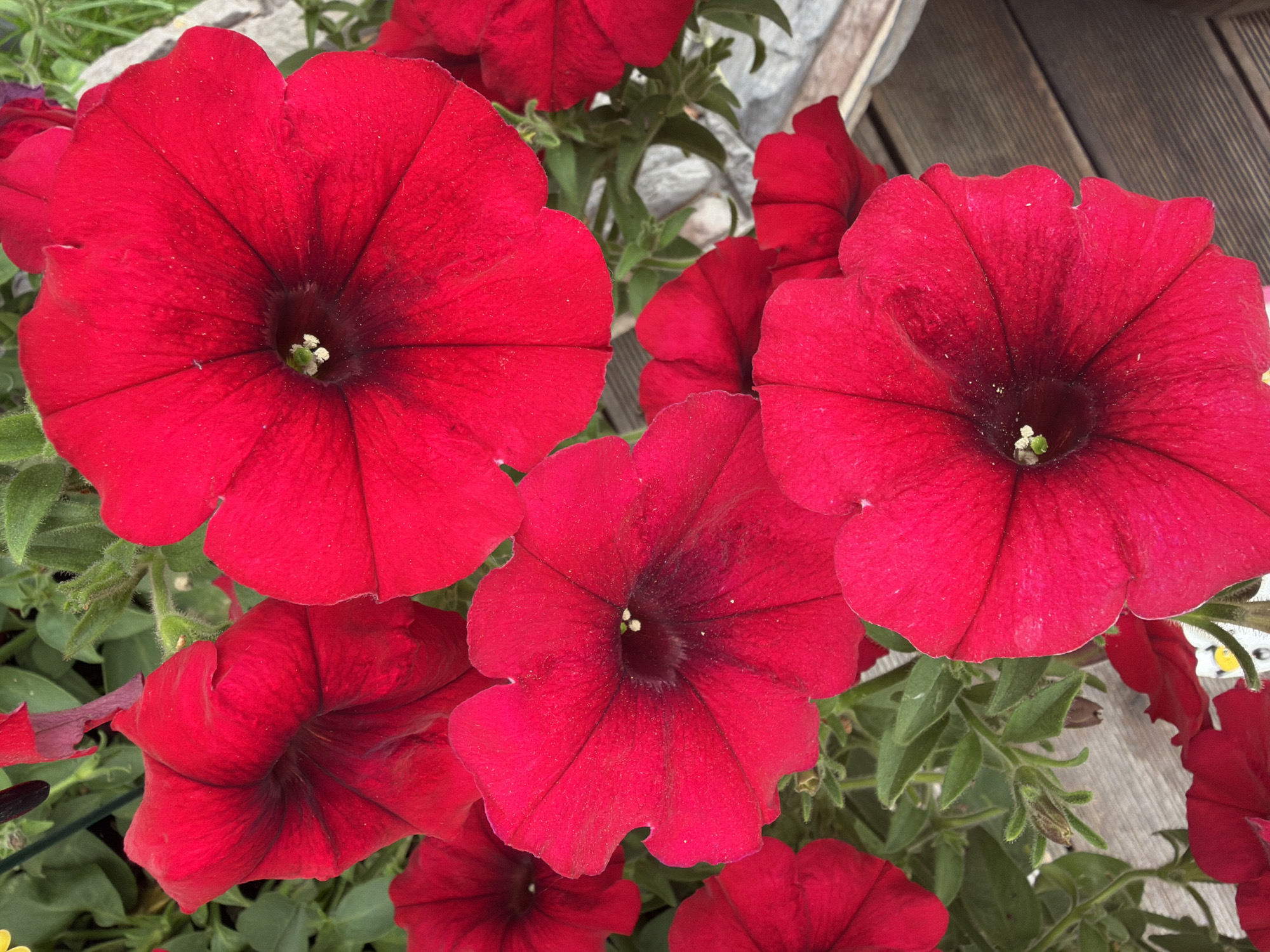 The image shows a close-up view of several bright red petunia flowers in bloom. The flowers are various sizes and angles, with some fully open and others partially closed. The petals are a vibrant red, with darker, almost black centers. Tiny white pistils are visible in the center of some of the flowers. Green leaves and stems are interspersed among the flowers. The background is slightly blurred, but appears to be an outdoor setting with hints of wooden decking and possibly some grey textured material. There is no indication of Sukhaya, Russia or any specific city location in the image. The image is focused entirely on the floral subject.