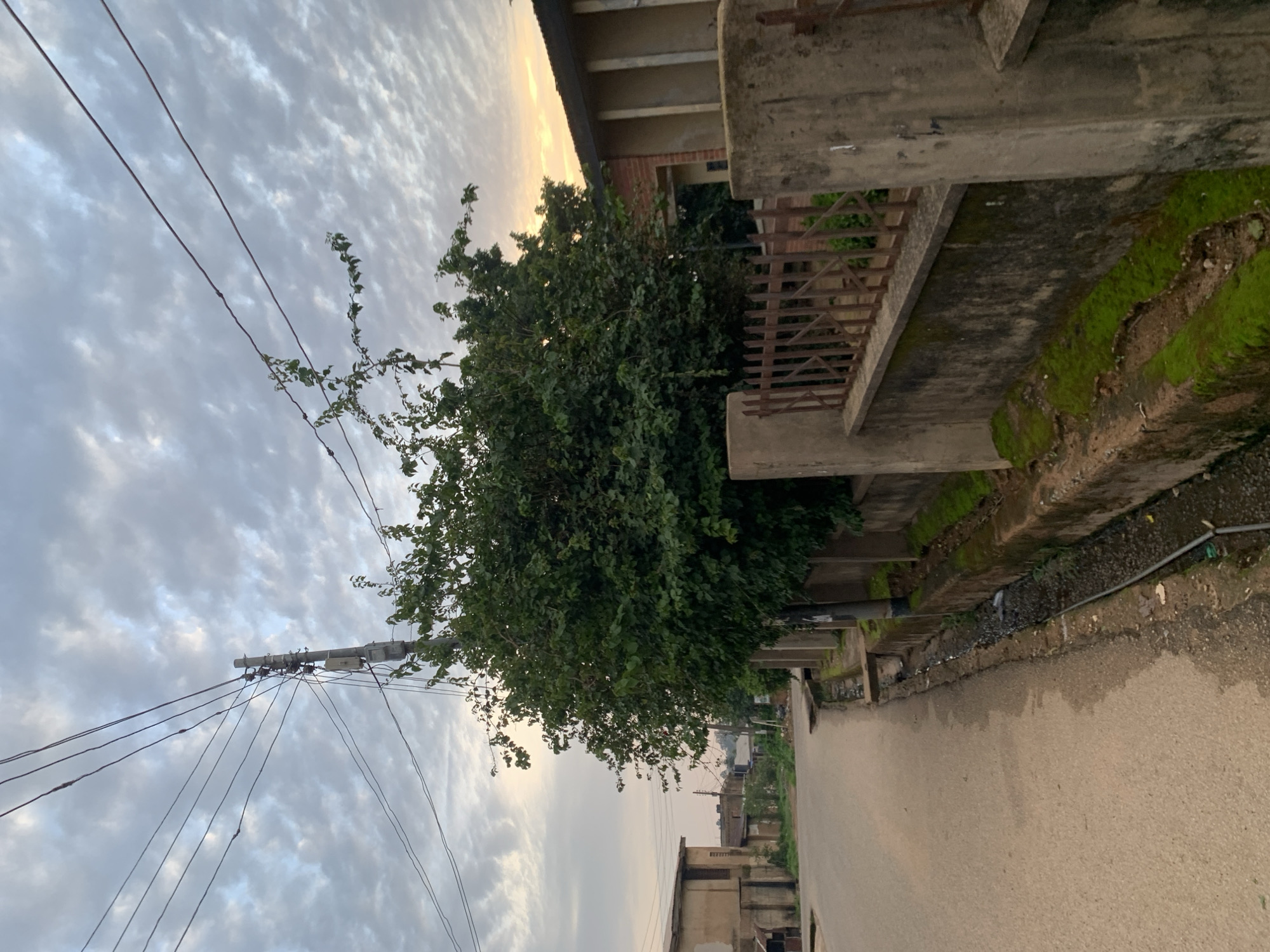 The image depicts a street scene in Jos, Nigeria, under a cloudy sky with a hint of sunrise or sunset glow on the horizon. A paved road occupies the left side of the frame, curving towards the background. Adjacent to the road is a concrete drainage channel, which appears somewhat neglected with moss growth along its edges.
Dominating the center of the image is a large, leafy green tree. To the right of the tree, a low, rusted metal fence with vertical bars is set on top of a concrete wall. Beyond the fence, a building with a dark roof and a beige facade is visible. The building appears to be of a simple, functional design, possibly residential or a small commercial establishment.
Further down the street on the left, other buildings with similar architectural styles can be seen, suggesting a typical urban or semi-urban neighborhood. Utility poles with a complex network of overhead wires are prominent against the sky, indicating the presence of electricity and possibly telecommunications infrastructure. The overall impression is one of an ordinary day in a developing city, with signs of both human habitation and the natural environment.